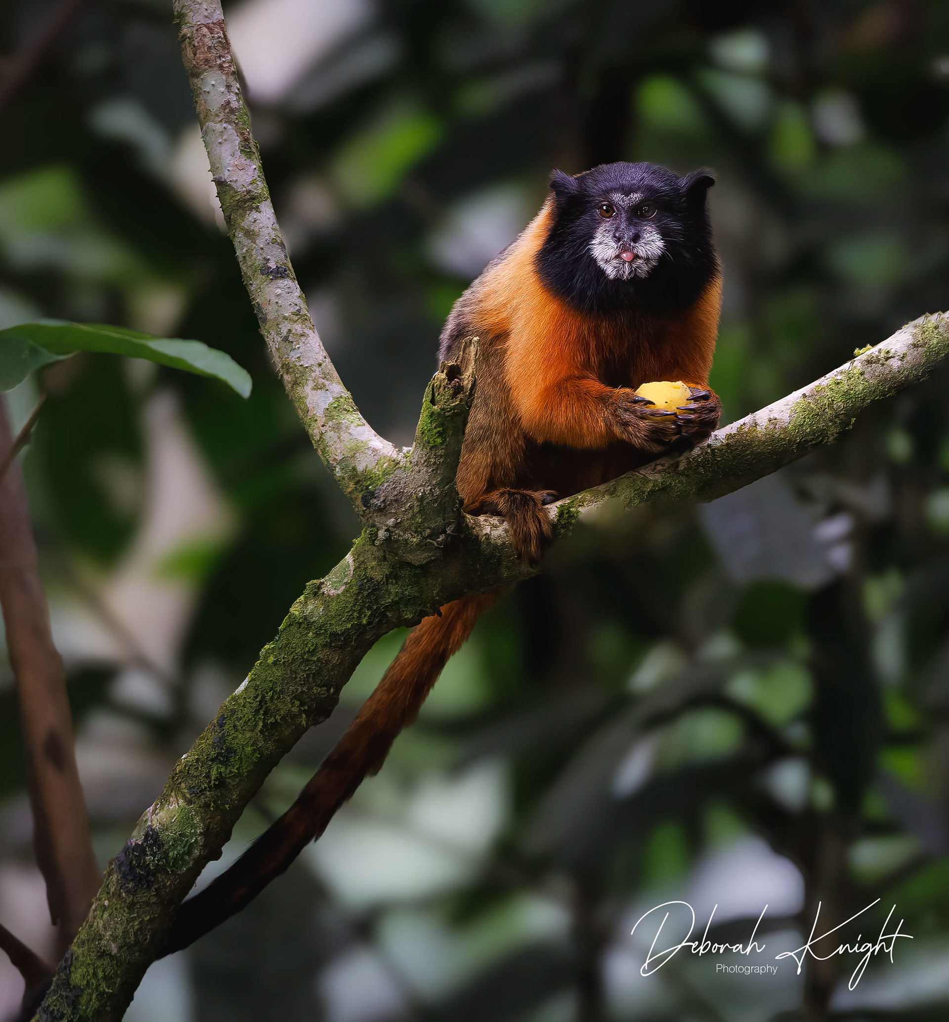 Golden-Mantled Tamarin