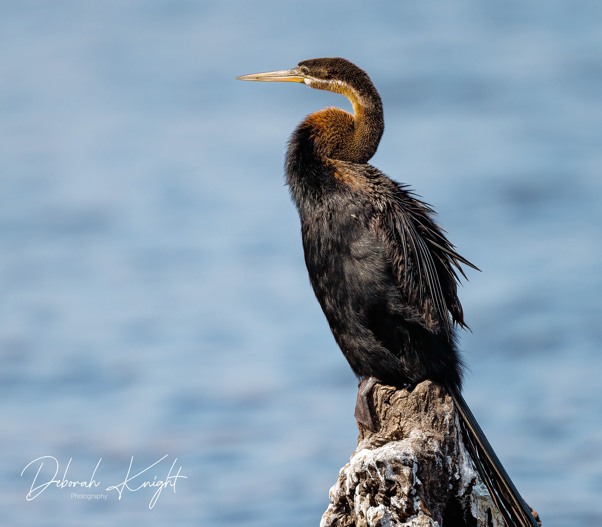 African Darter