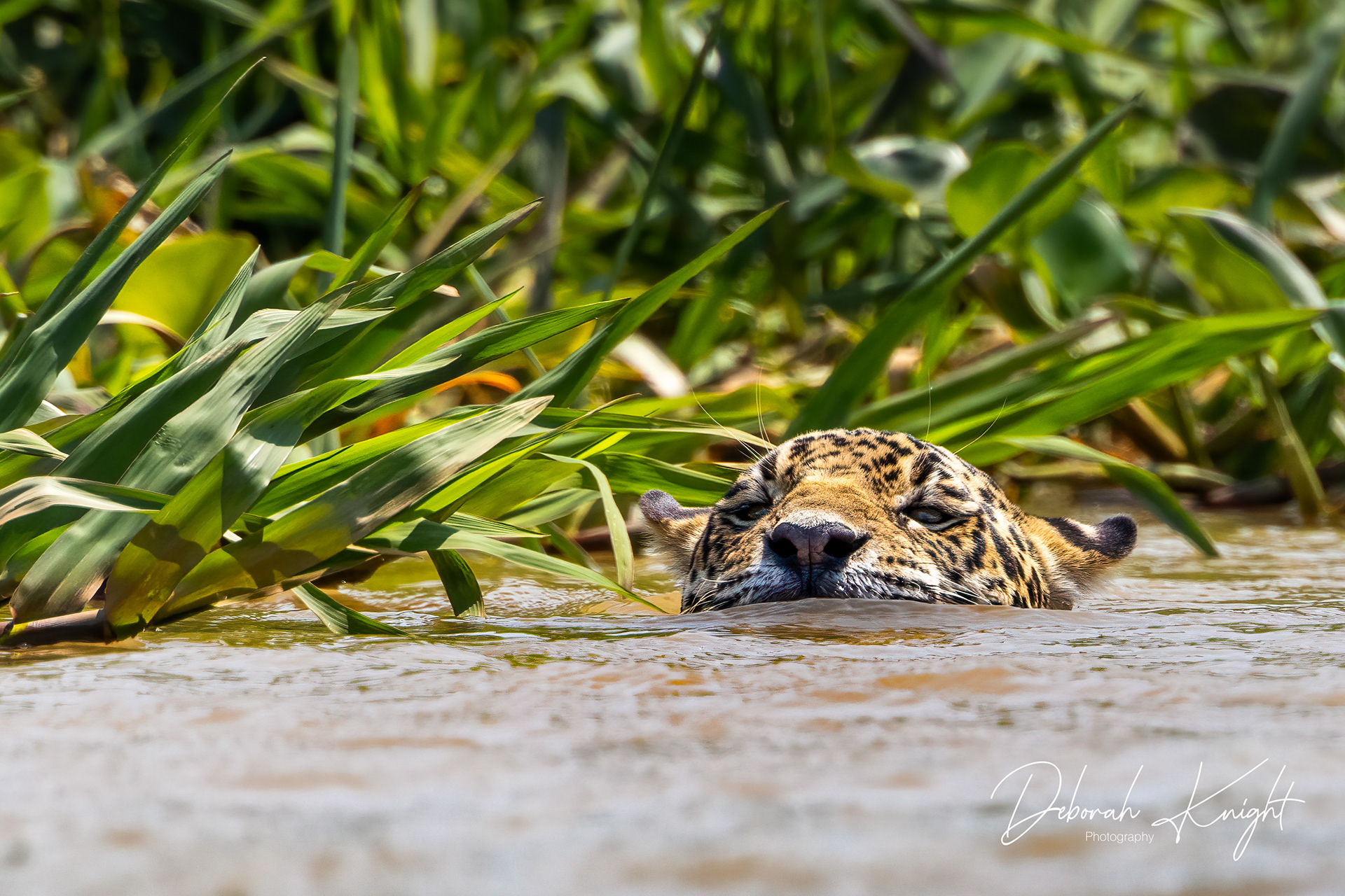 Jaguar
