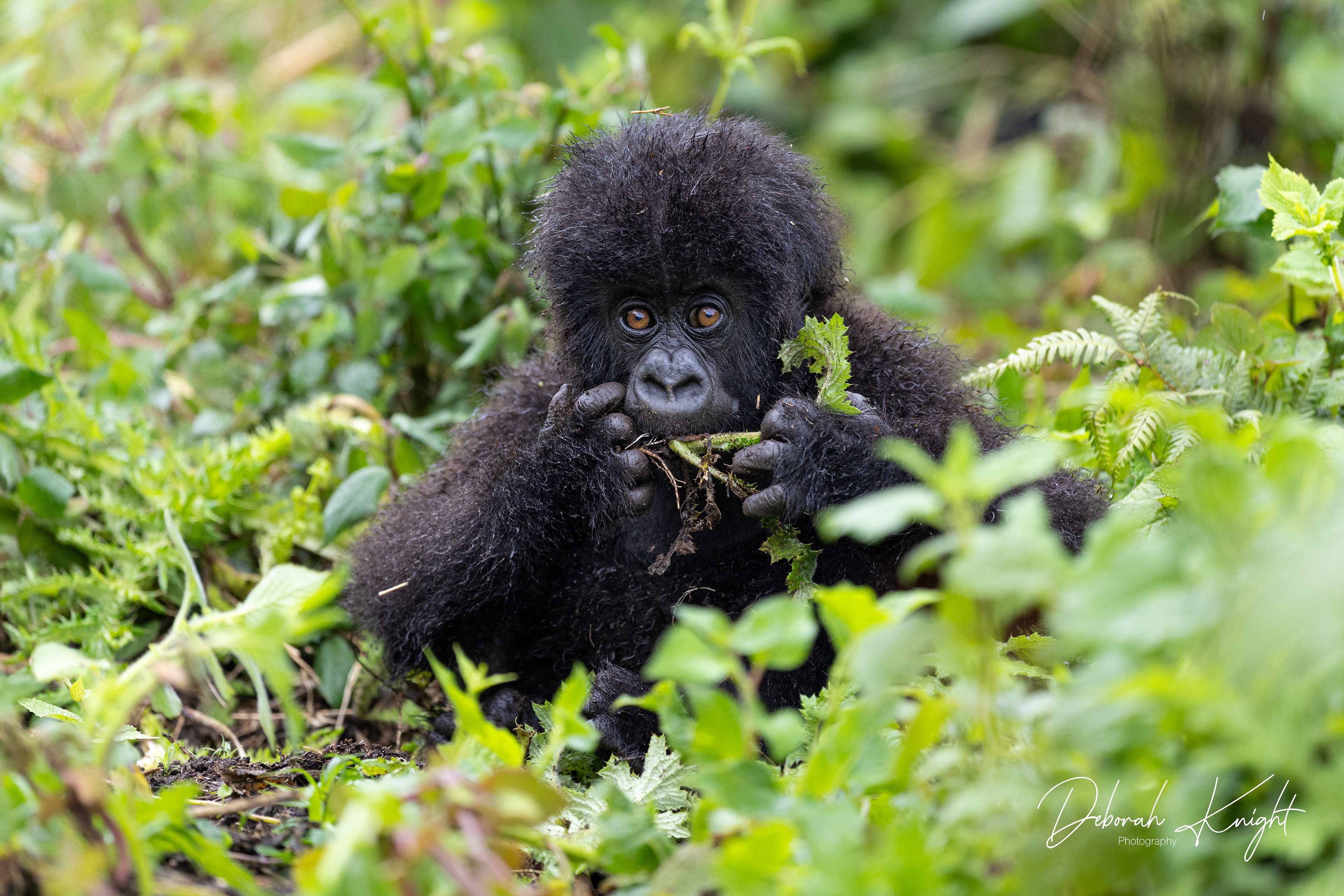 Baby Mountain Gorilla