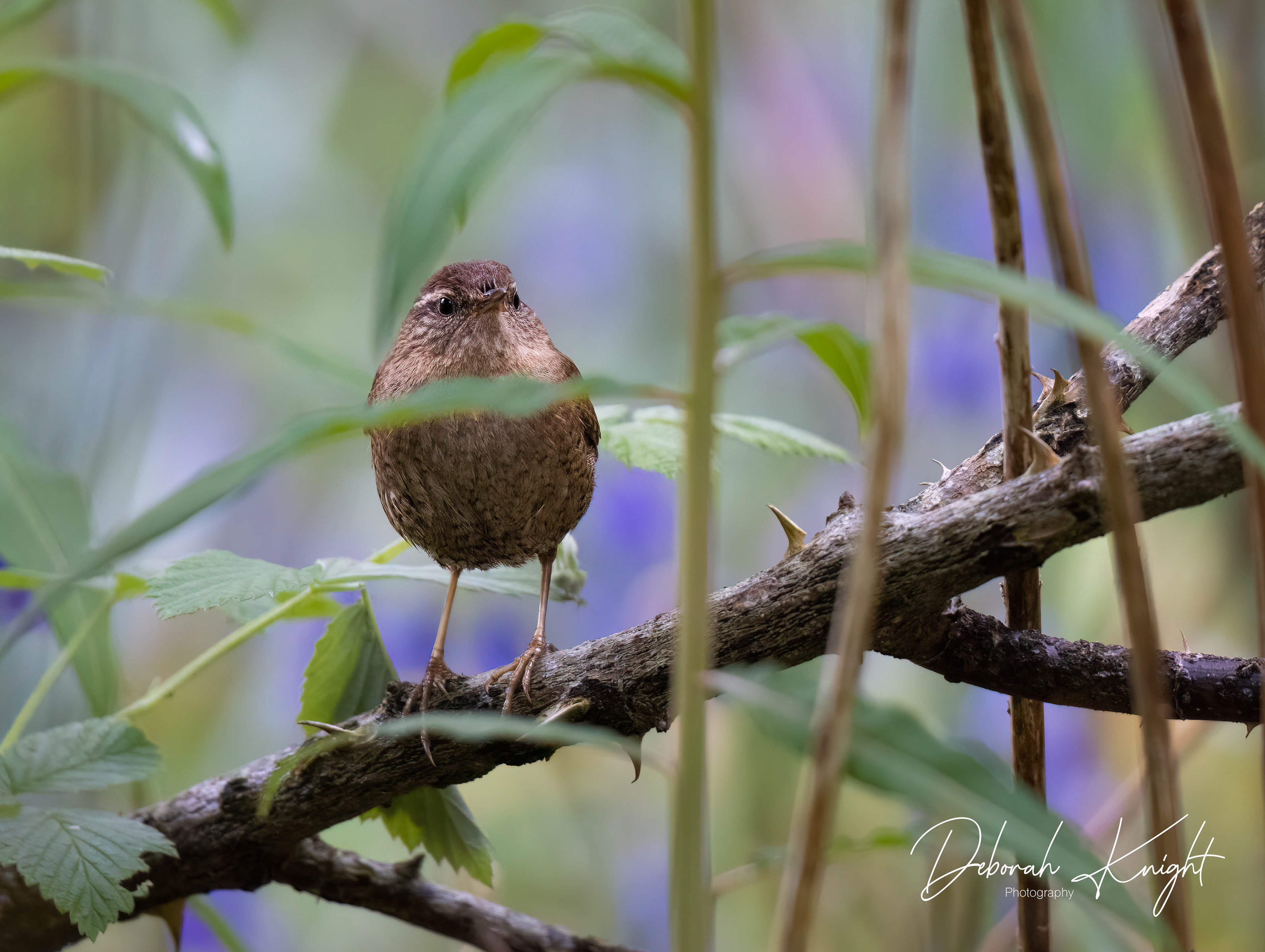Eurasian Wren