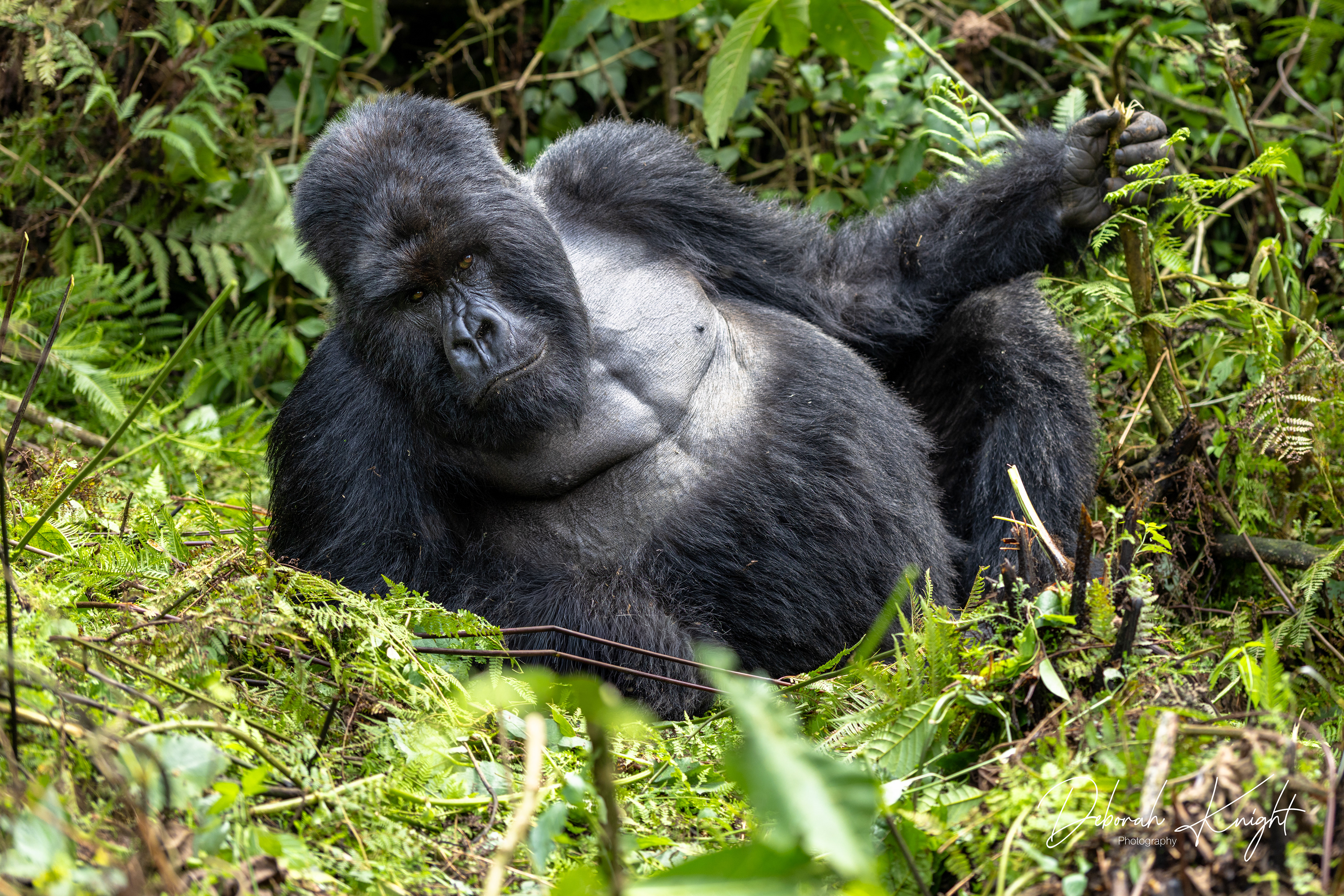 Mountain Gorilla