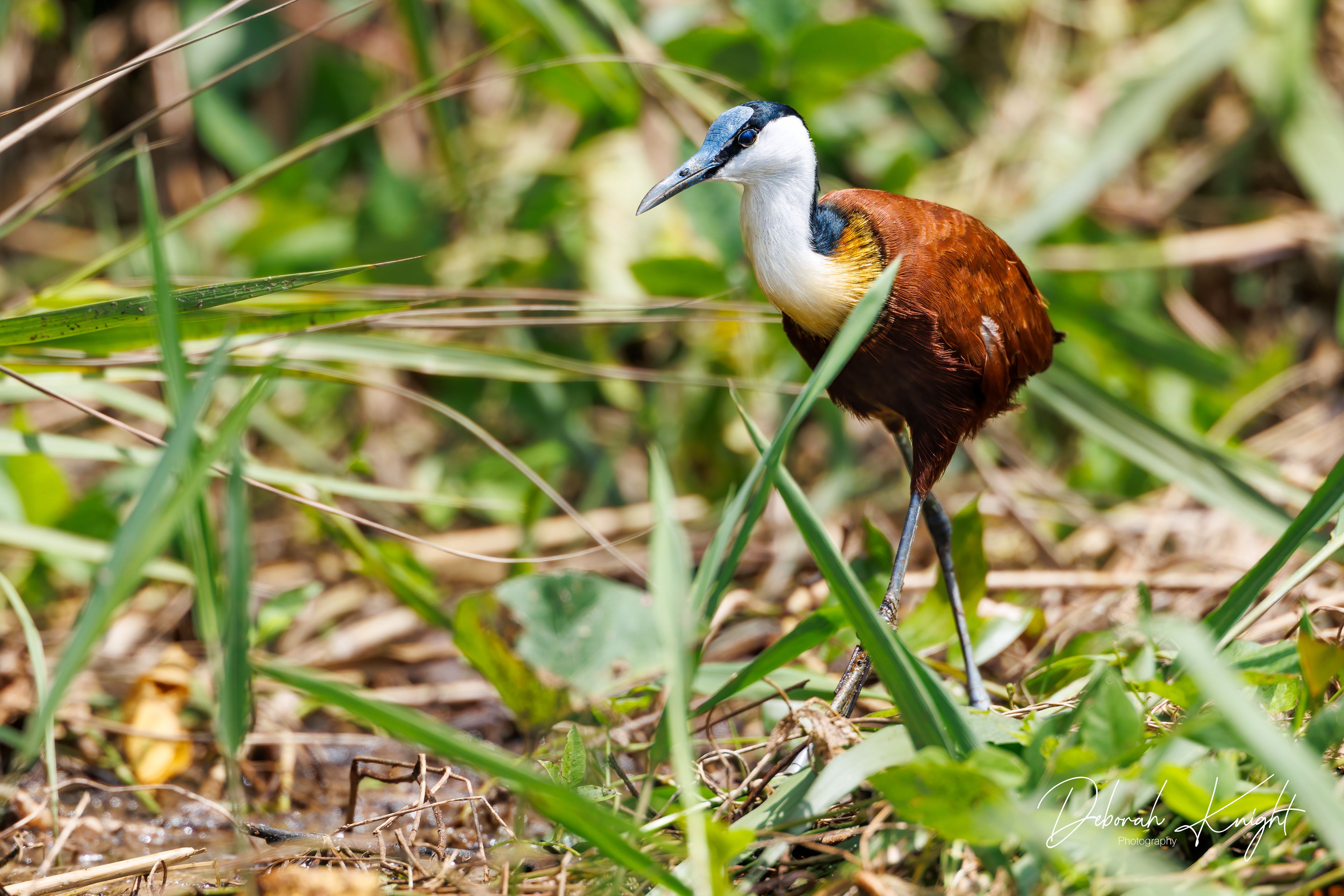 African Jacana