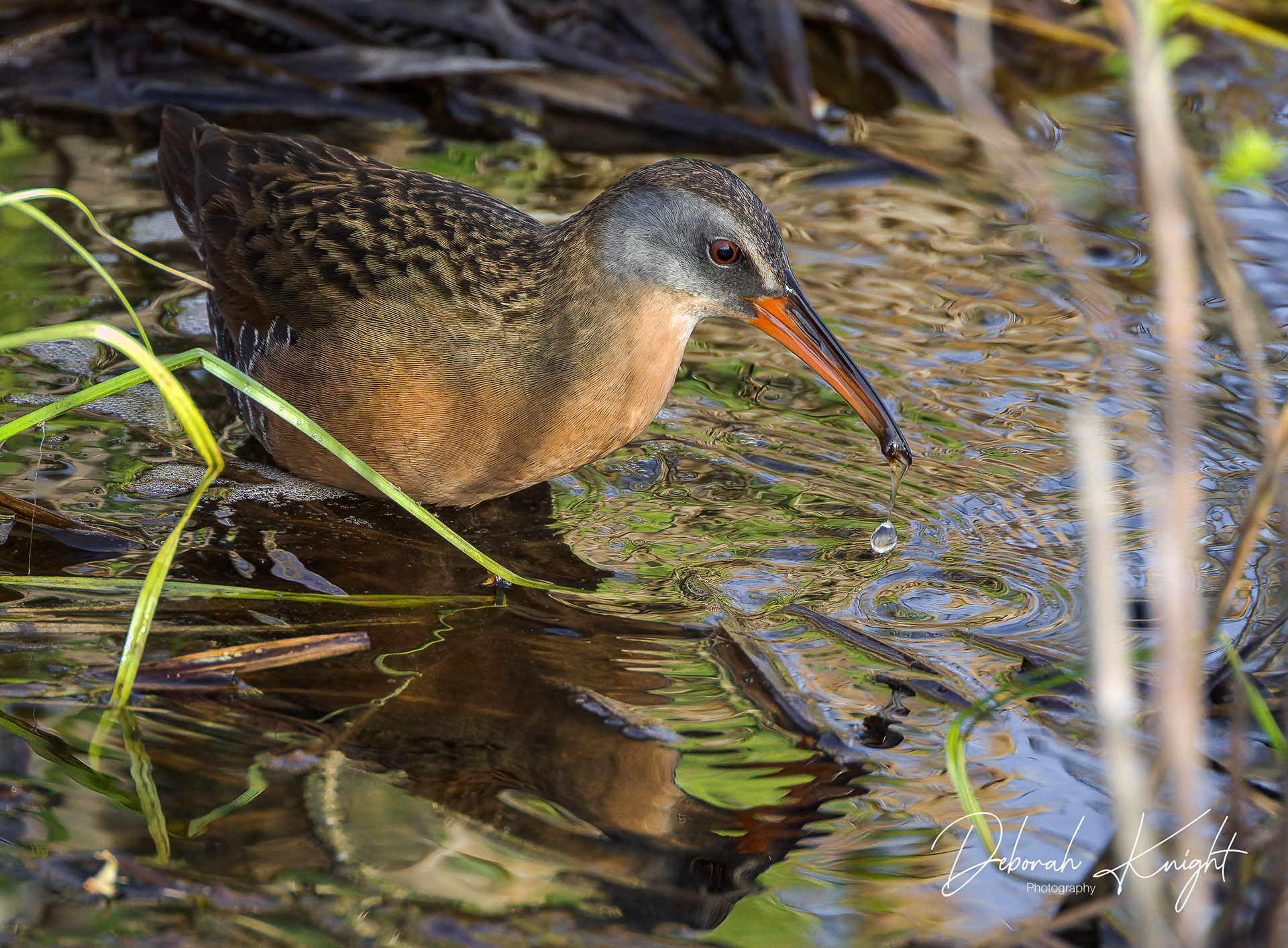 Virginia Rail