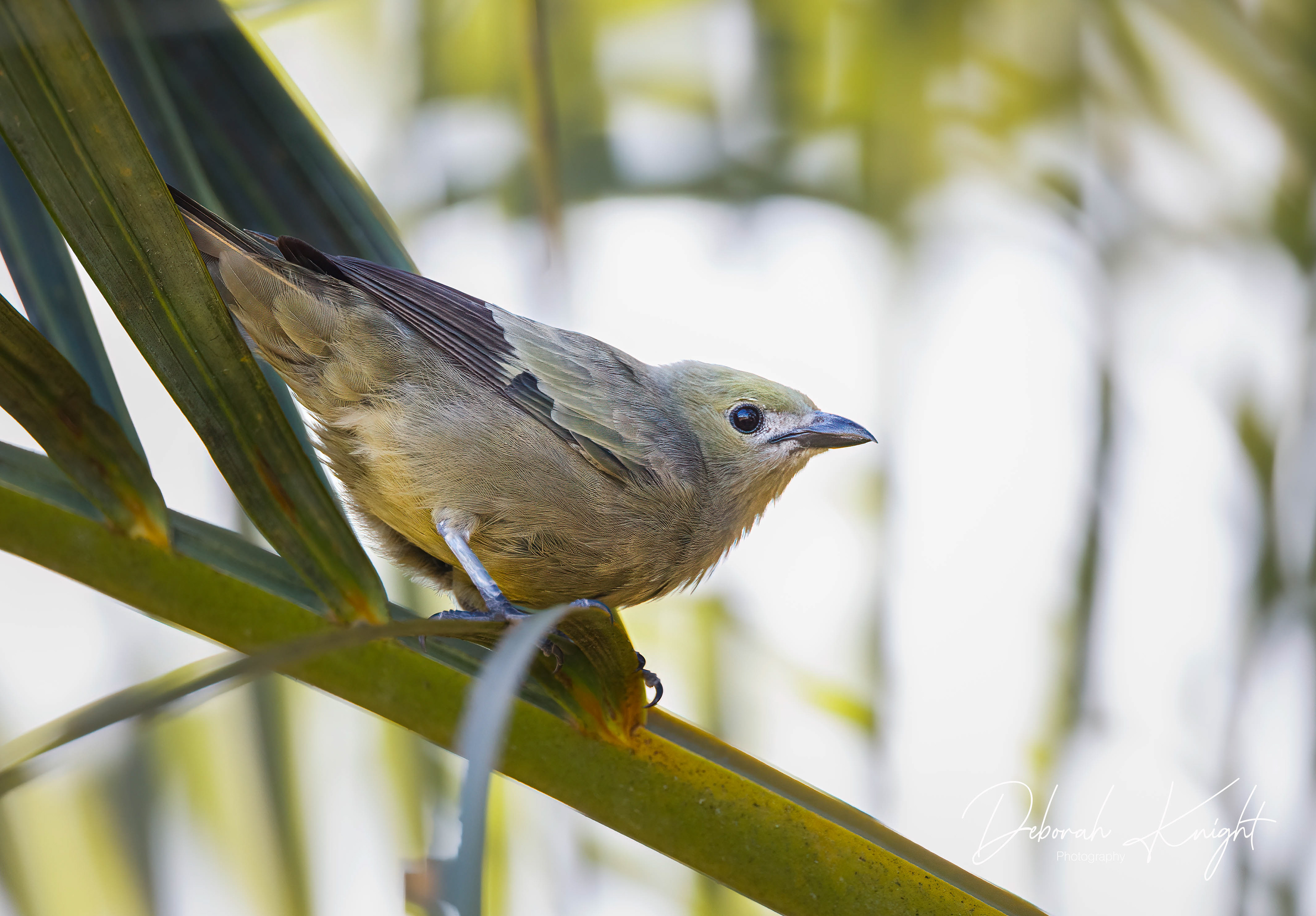 Palm Tanager