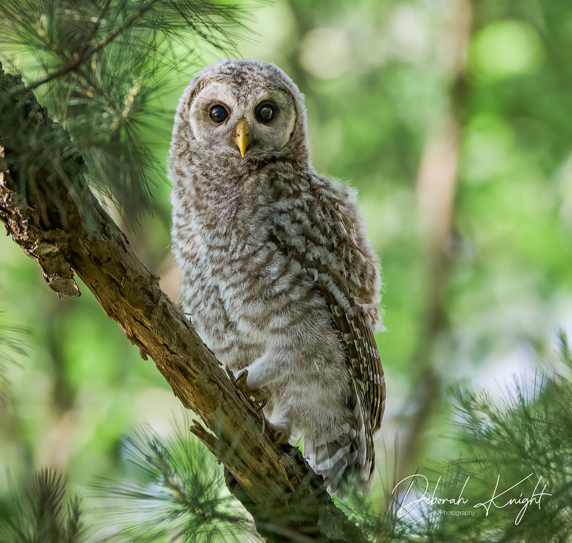 Barred Owl