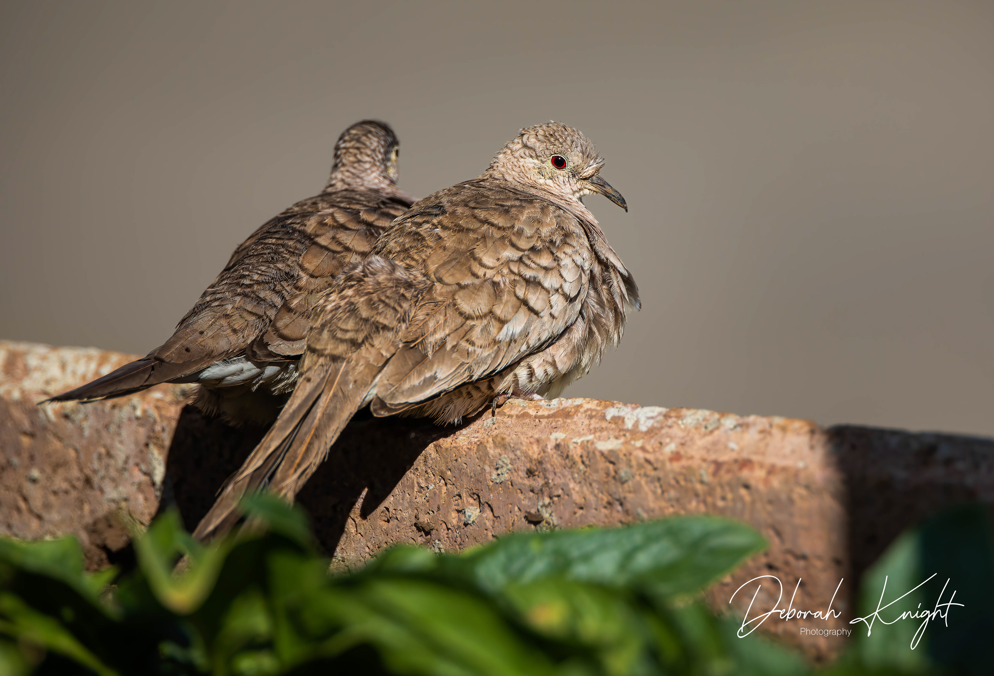 Inca Dove