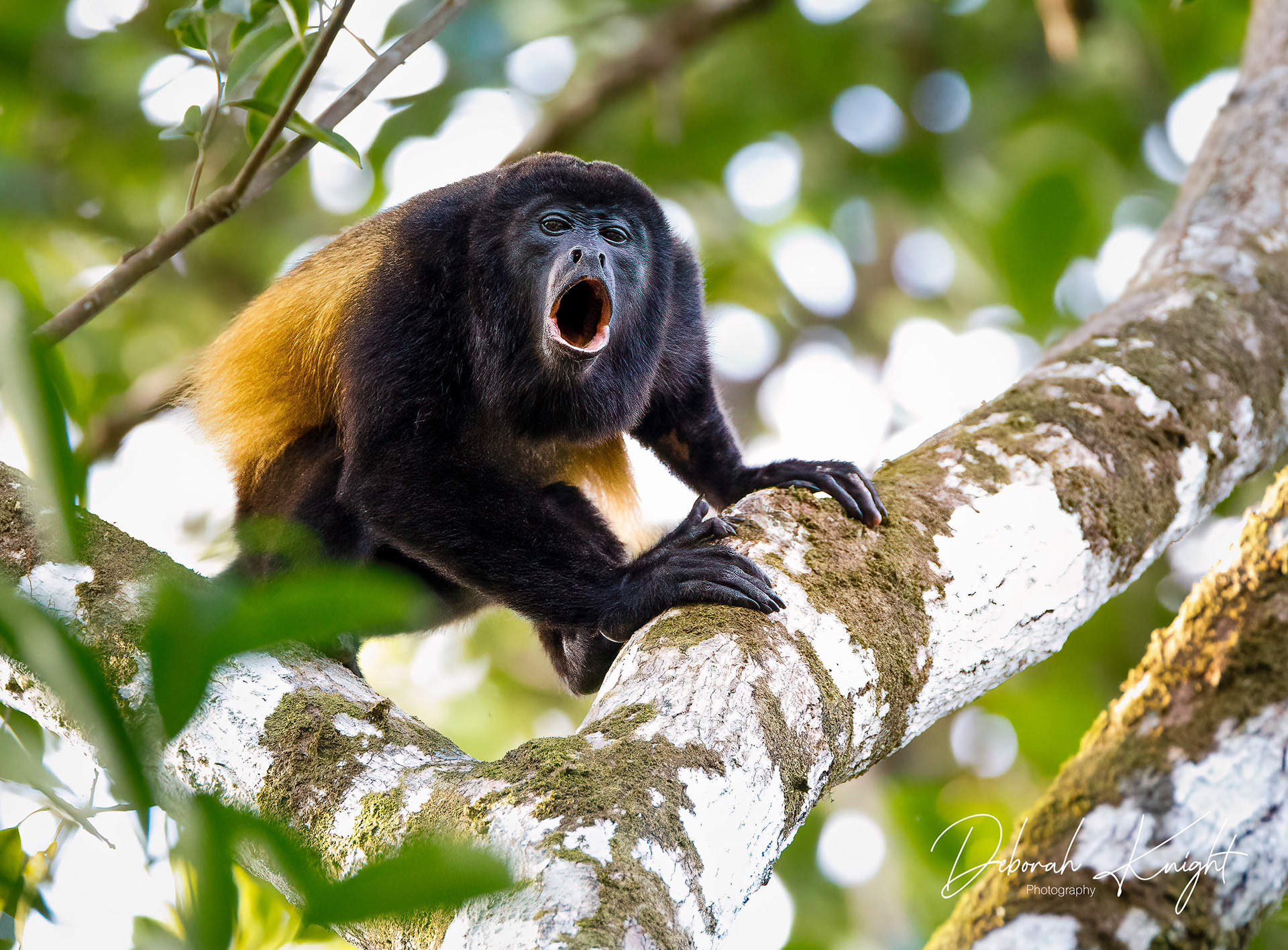 Howler Monkey