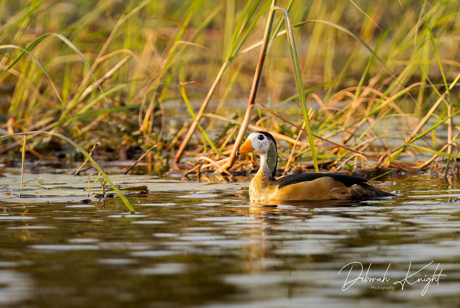 African Pygmy-Goose