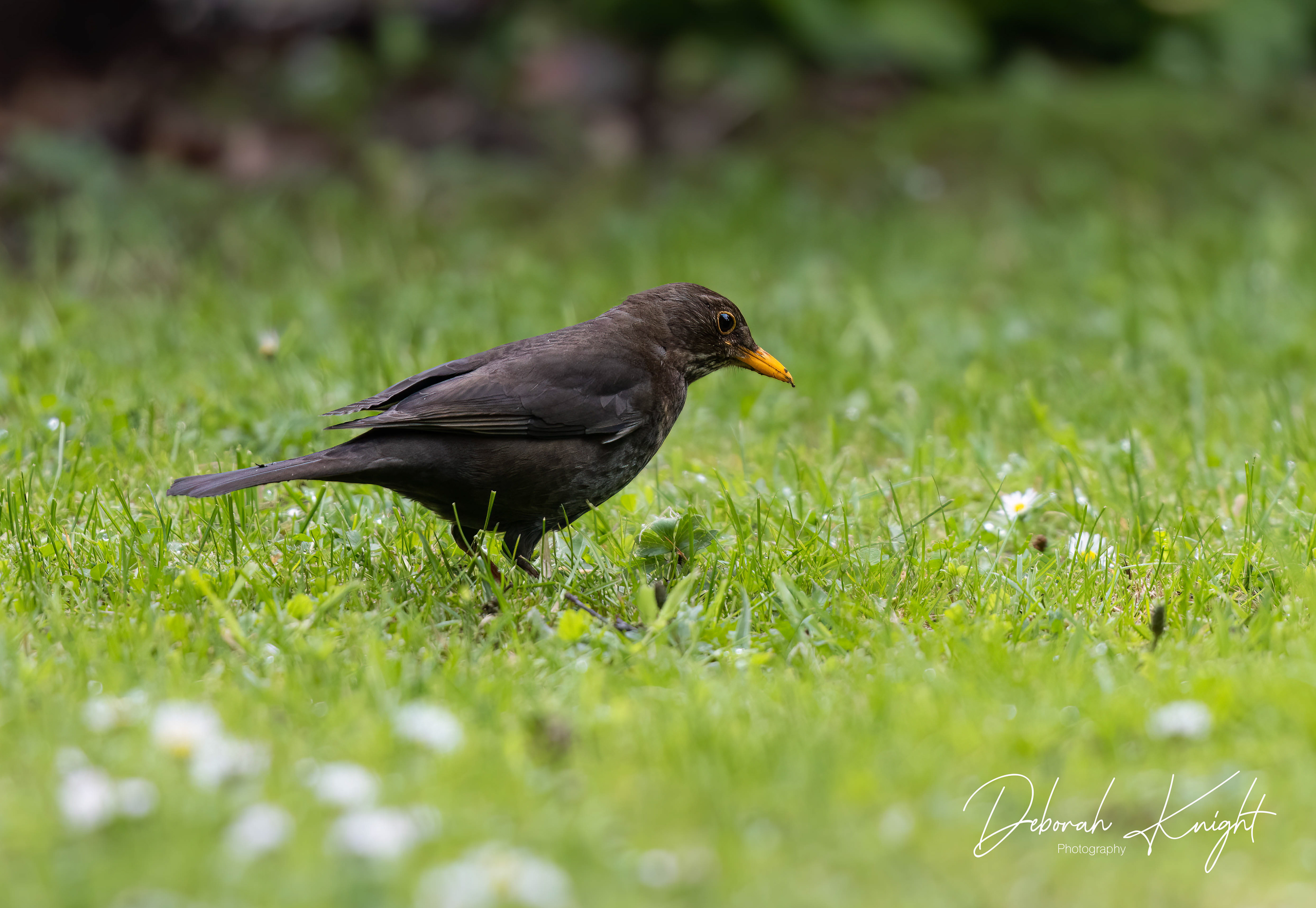 Eurasian Blackbird