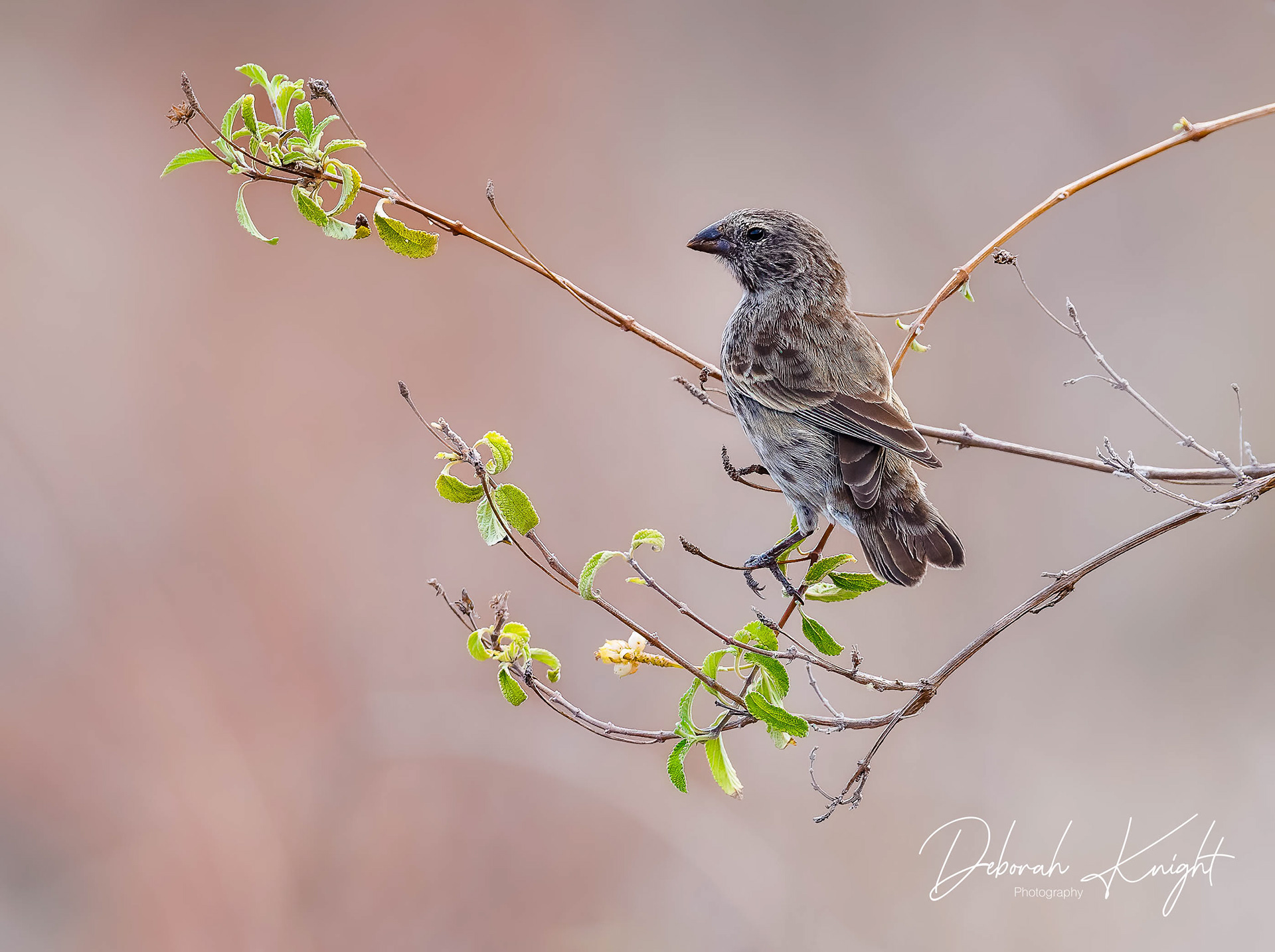 Medium Ground-Finch