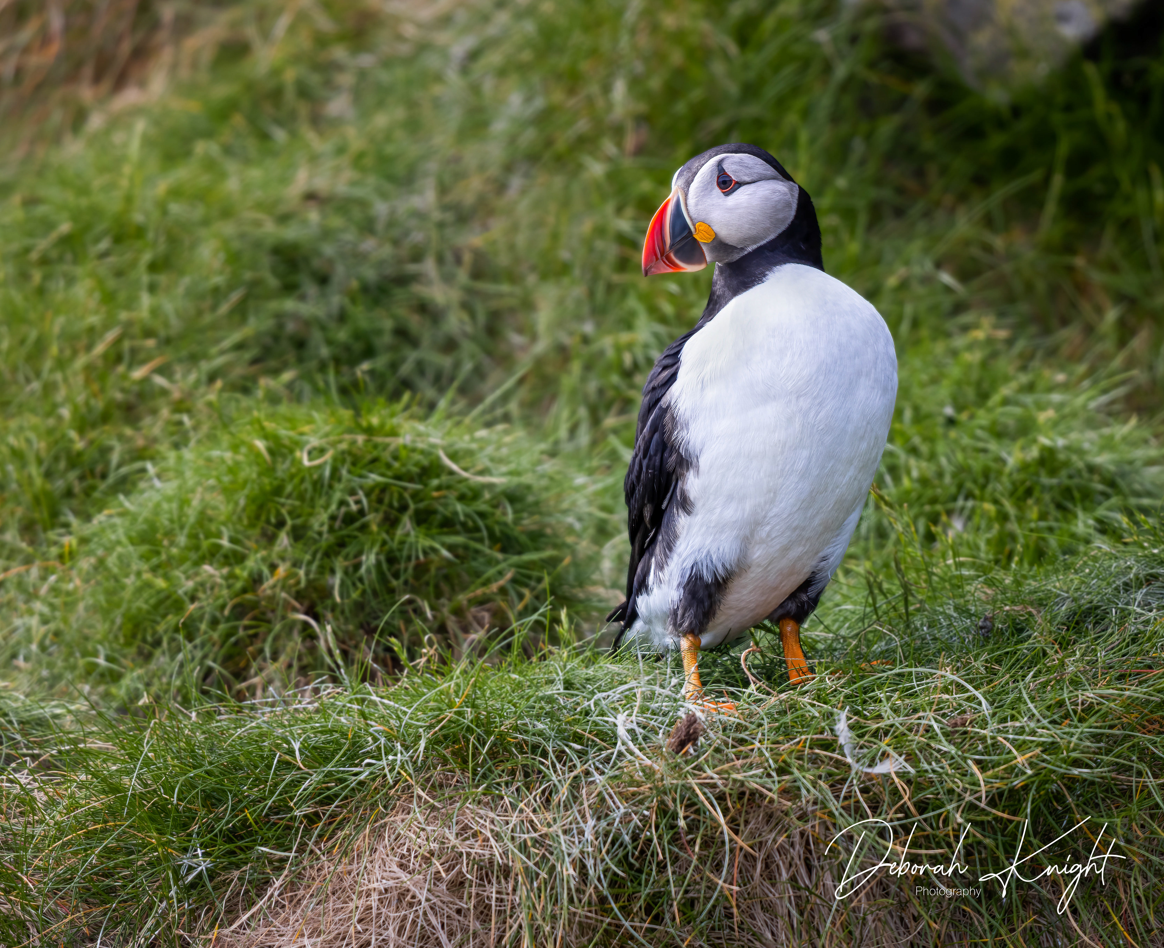 Atlantic Puffin