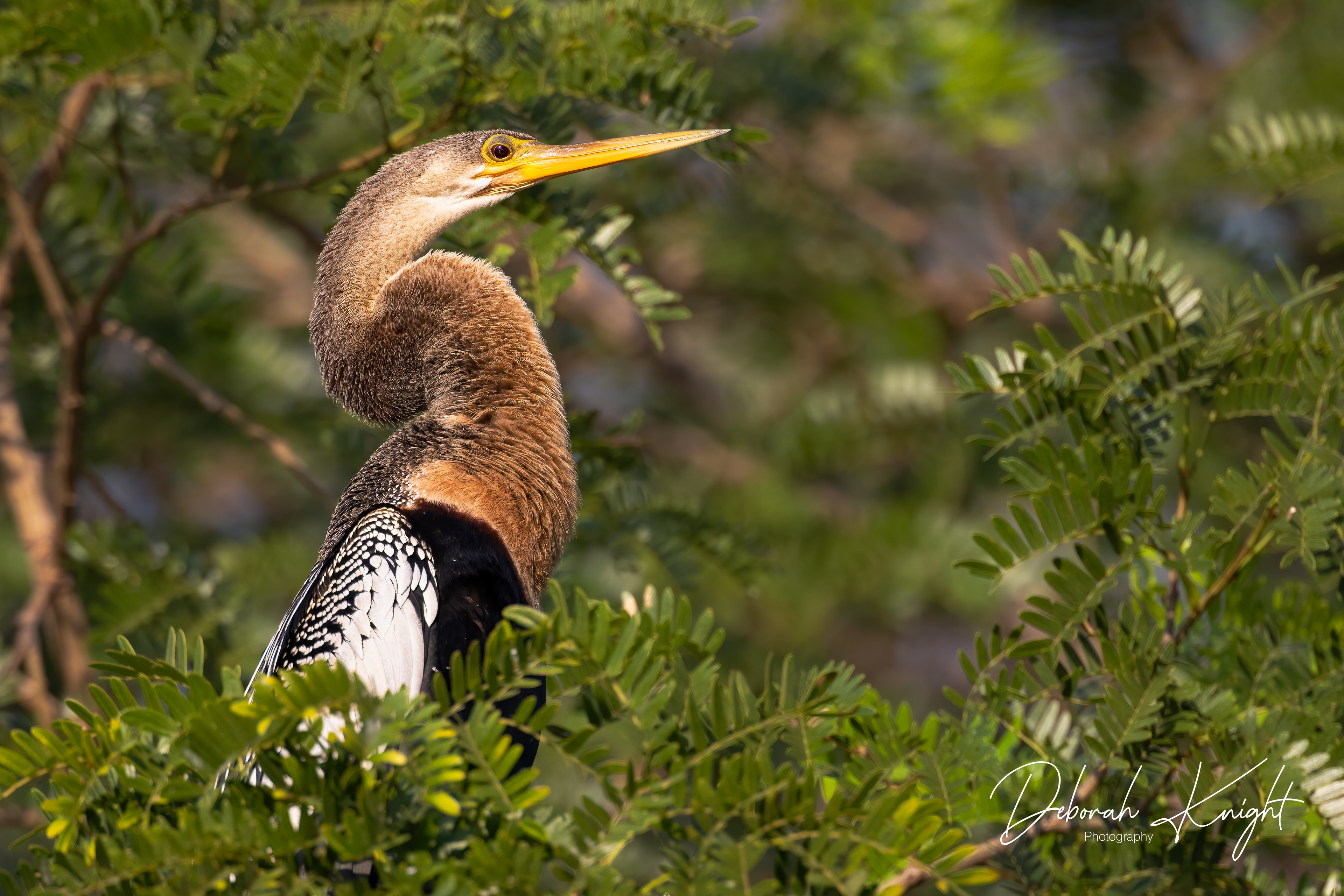 Anhinga