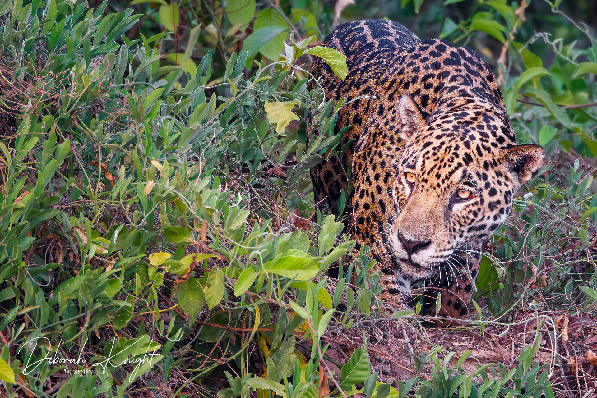 Jaguar