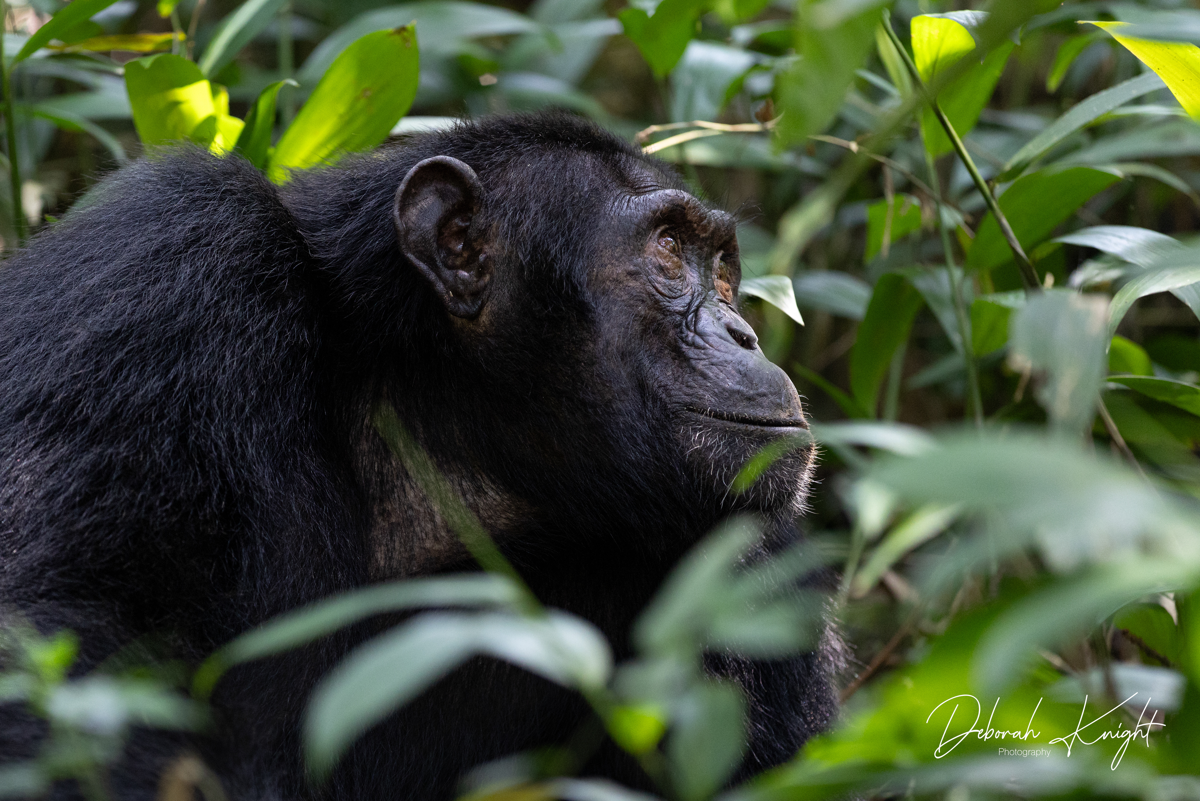 Chimpanzee