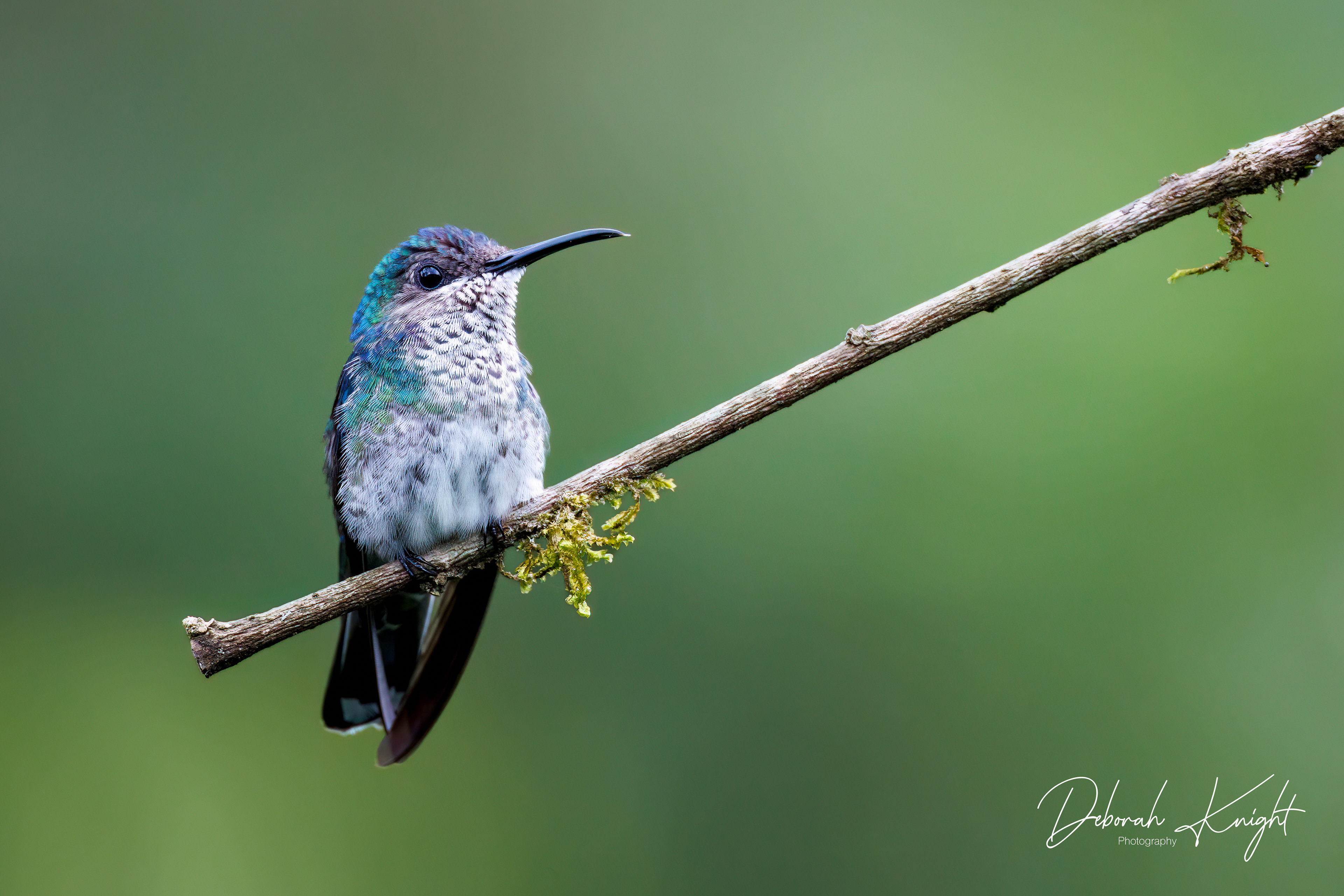 White-necked Jacobin (Female)
