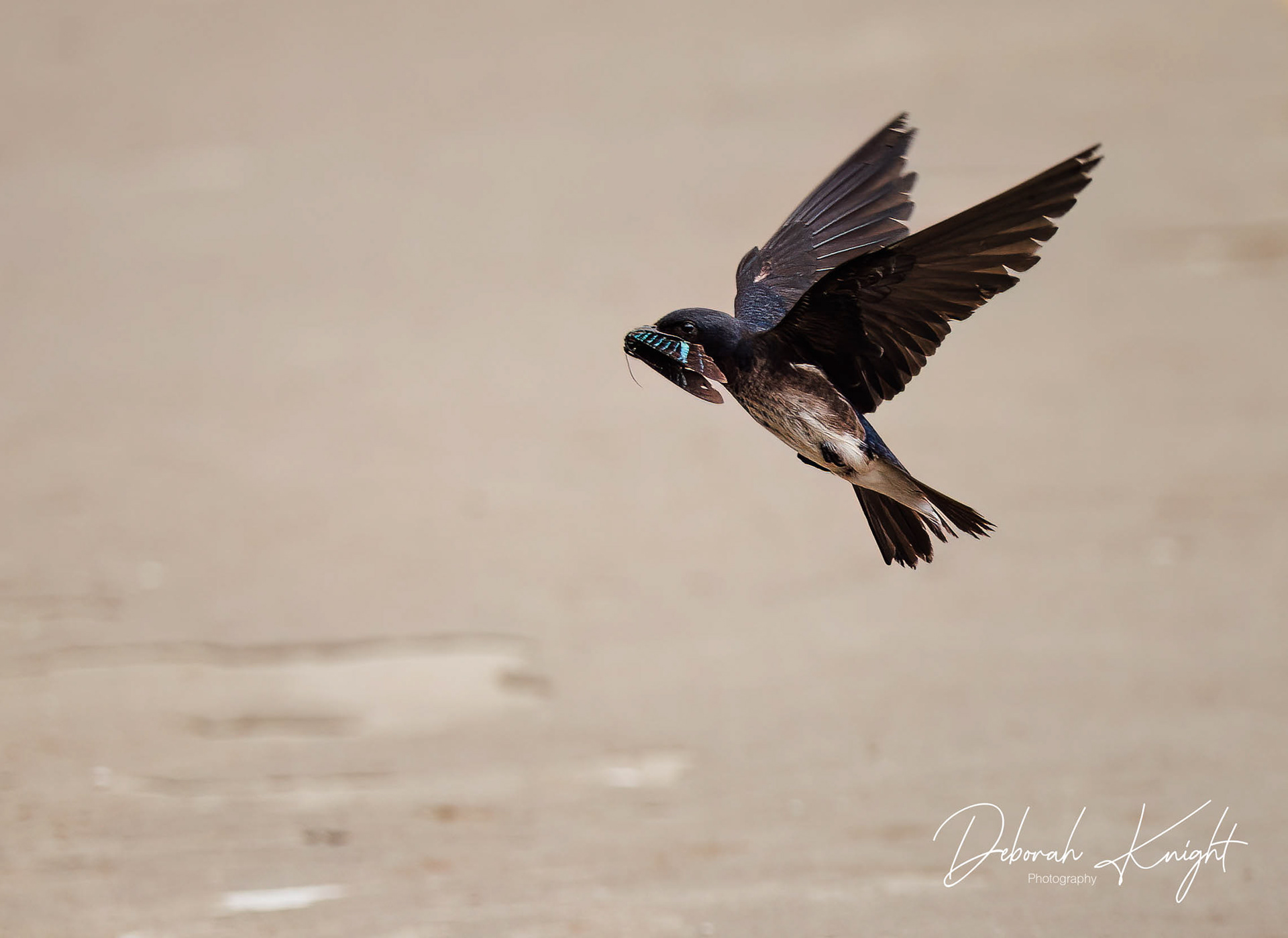 Gray-Breasted Martin