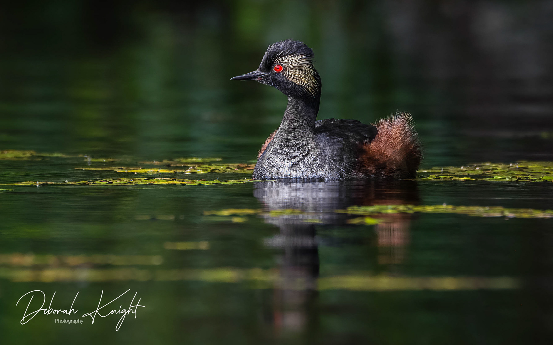 Horned Grebe