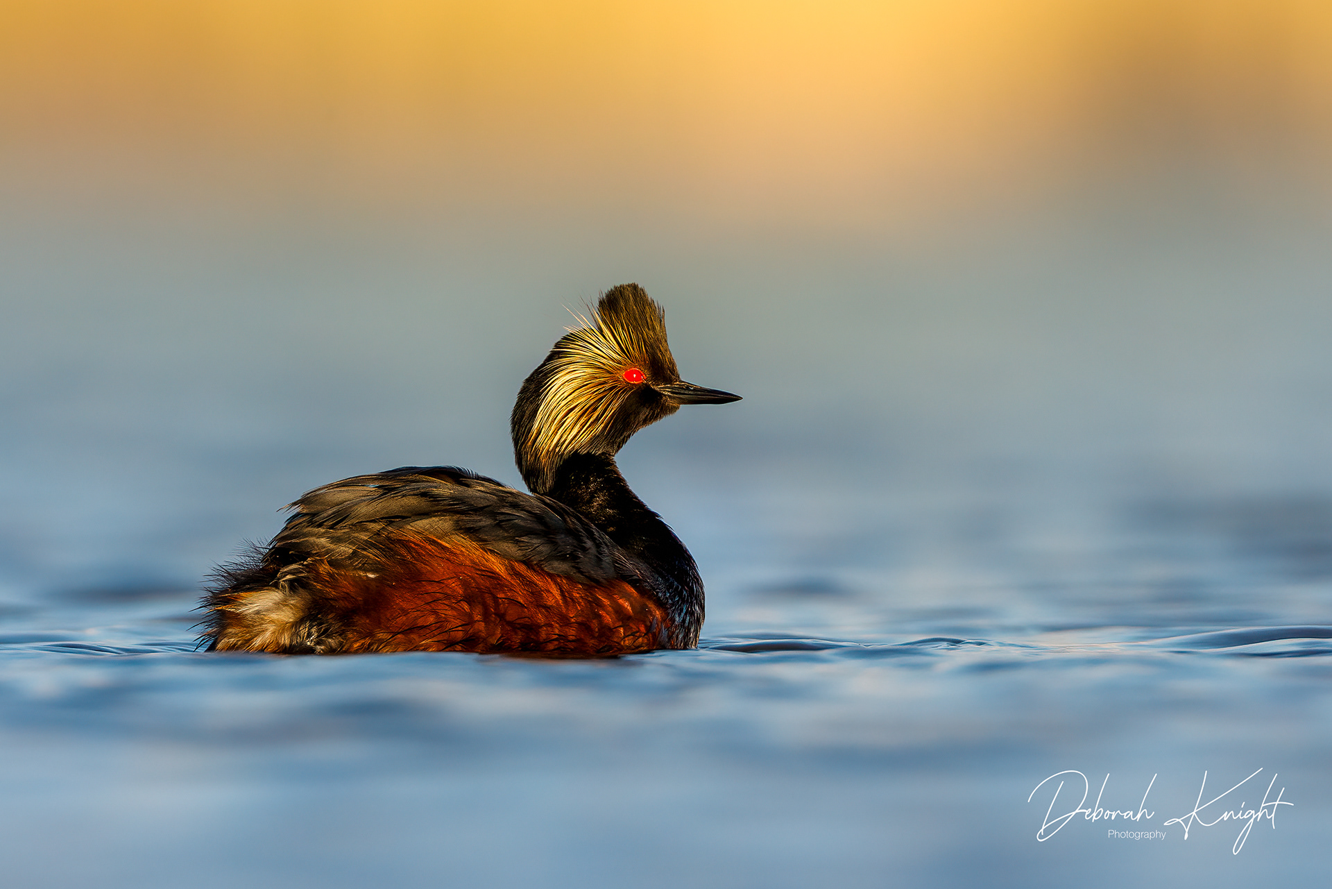 Eared Grebe
