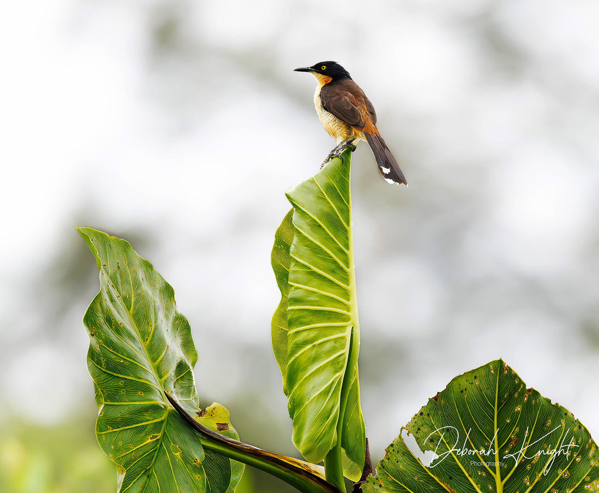 Black-Capped Donacobius