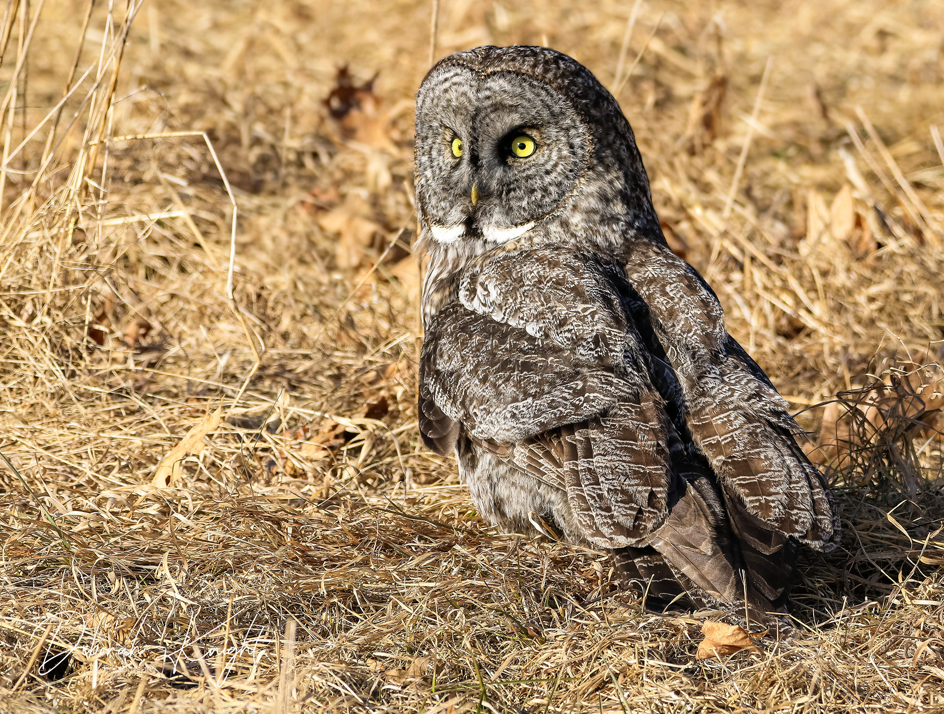 Great Gray Owl