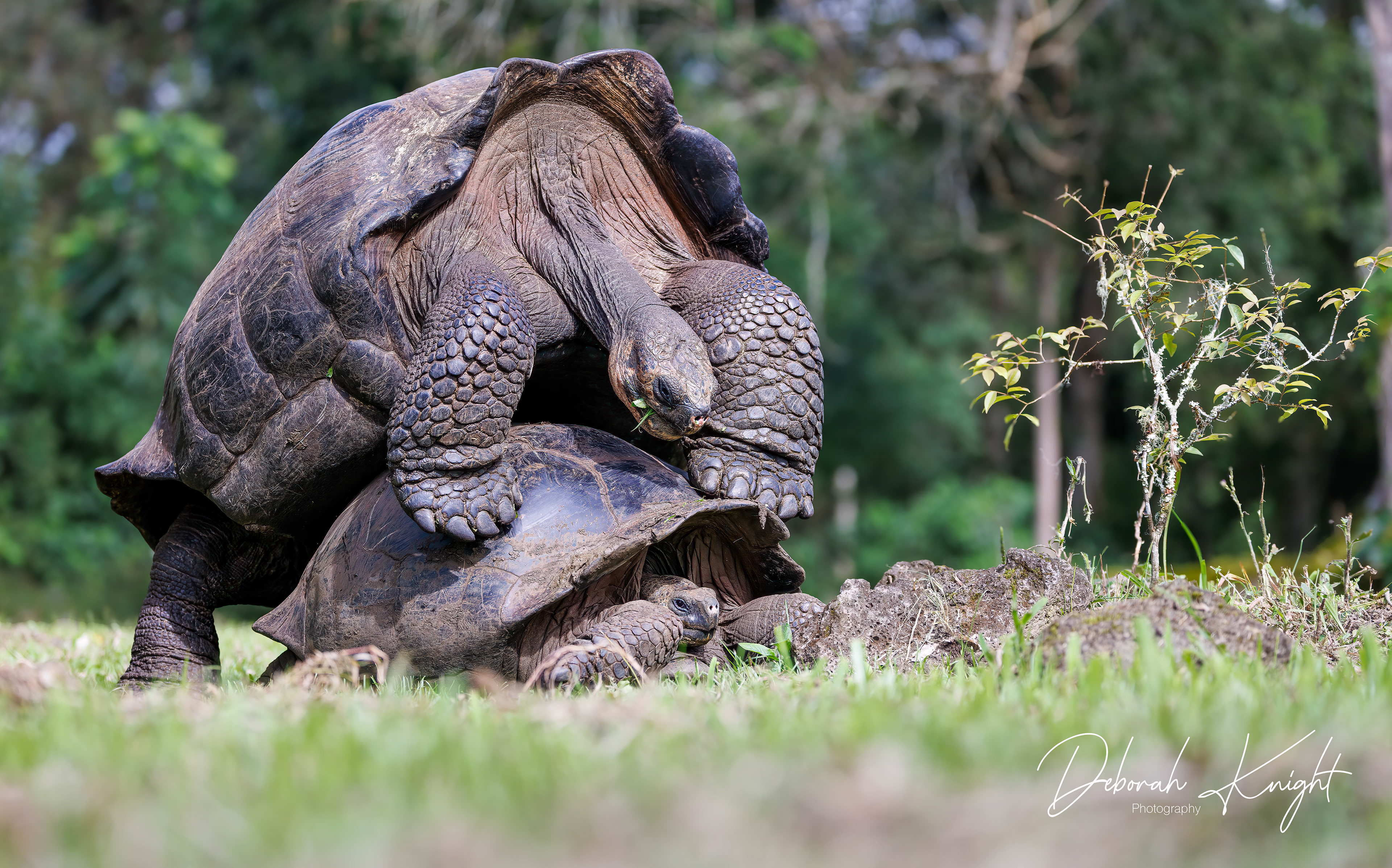 Giant Tortoise