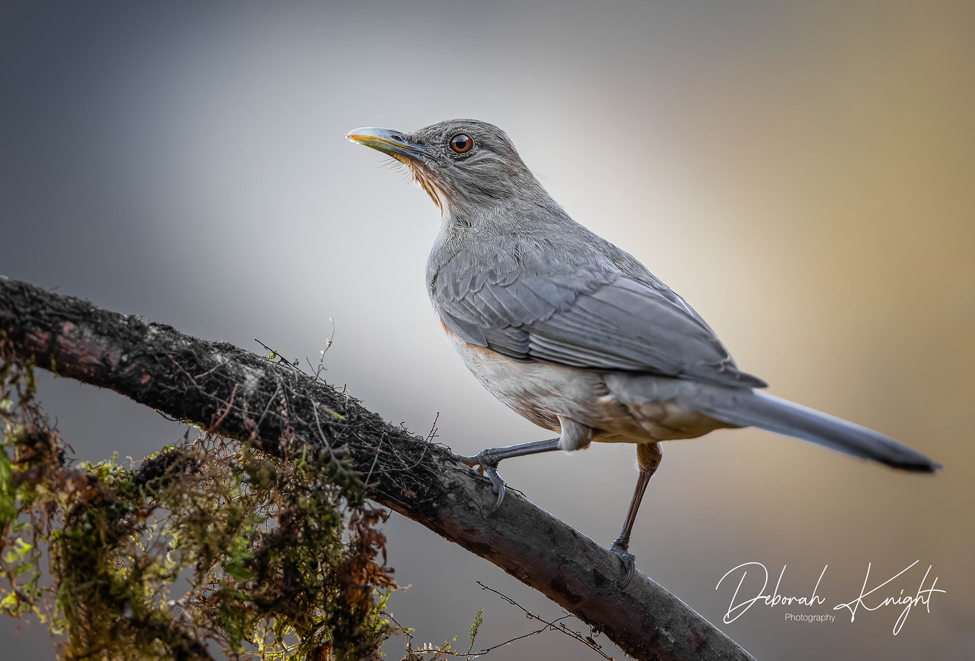 Clay-Colored Thrush