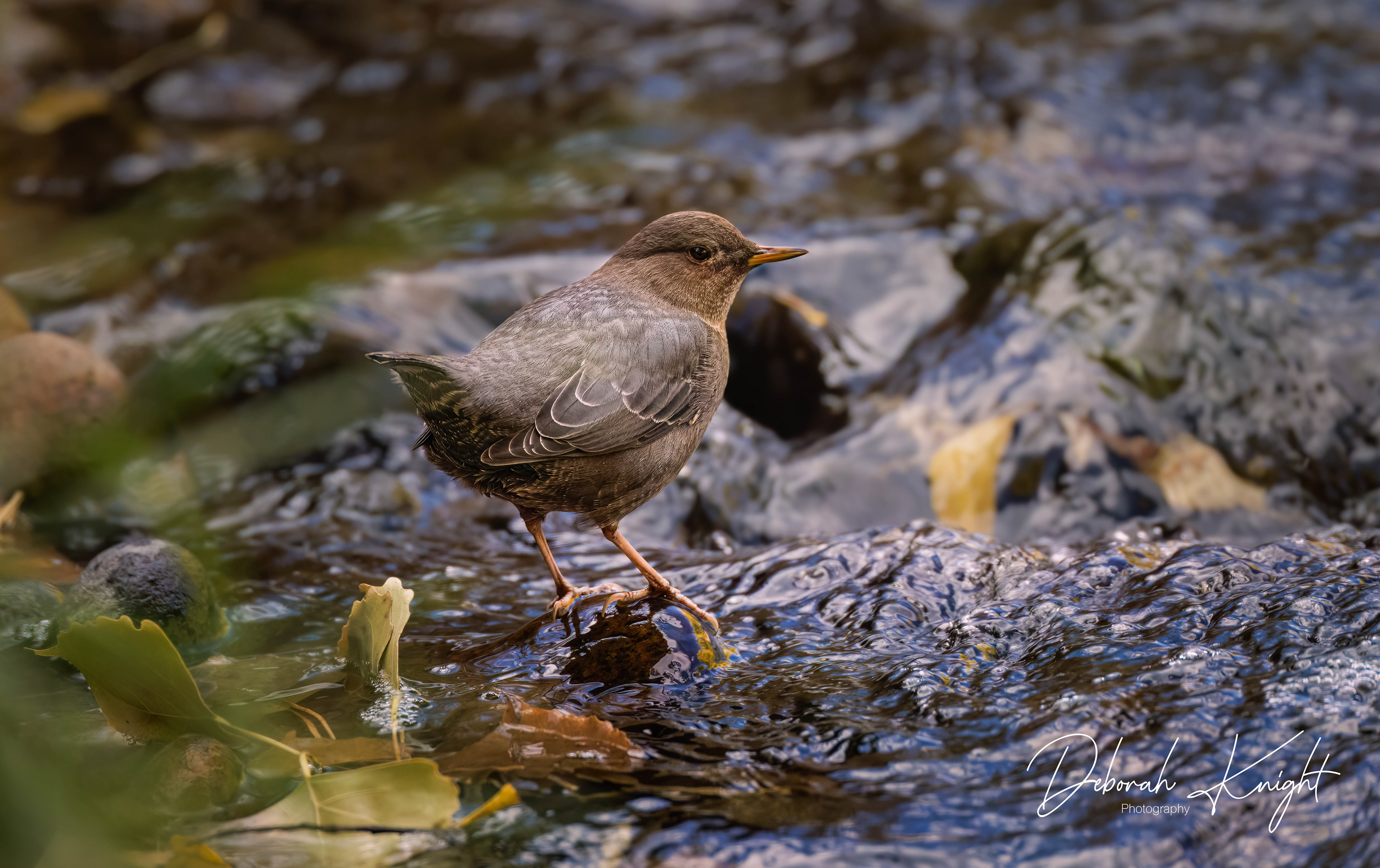 American Dipper
