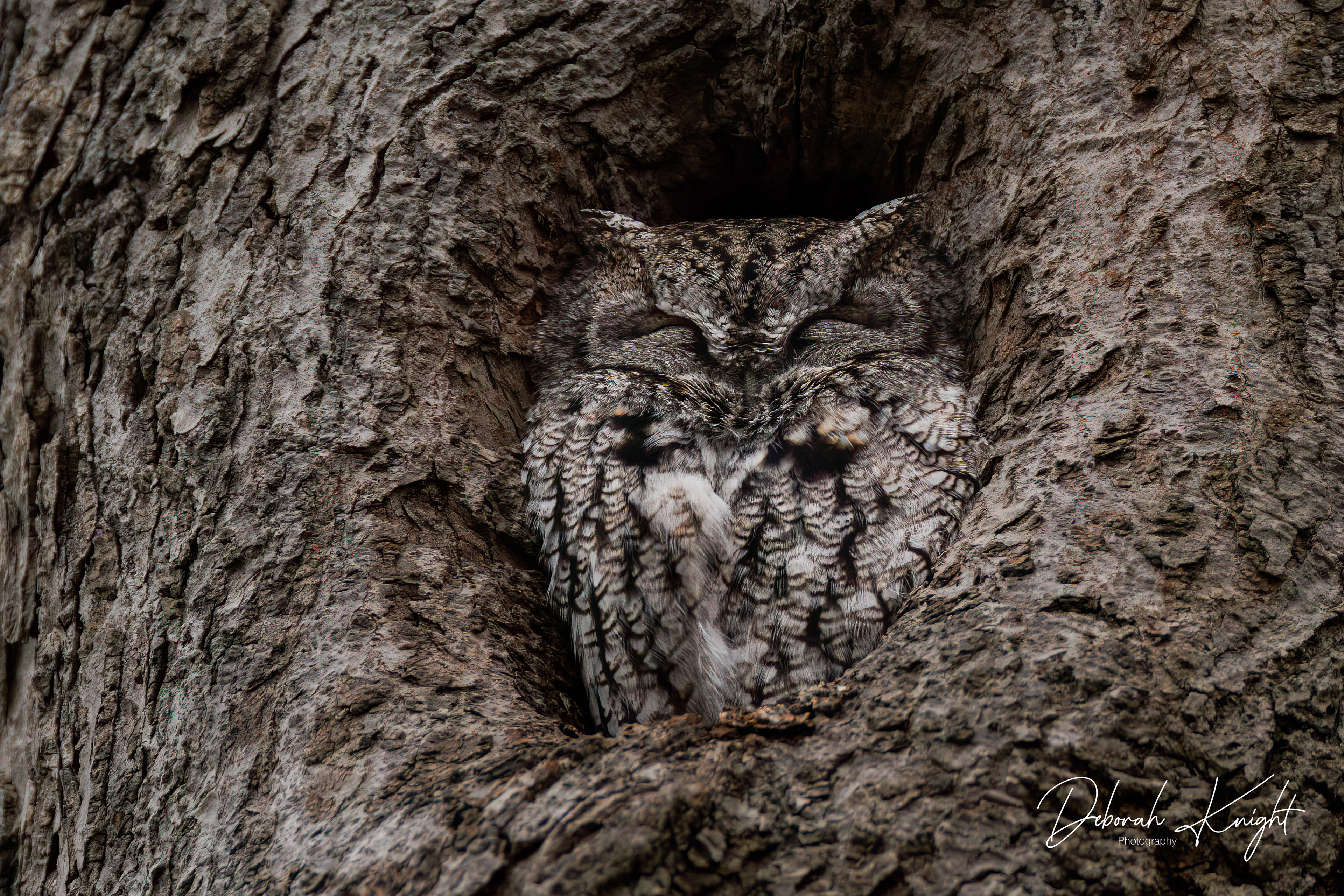 Eastern Screech-Owl (Gray Morph)