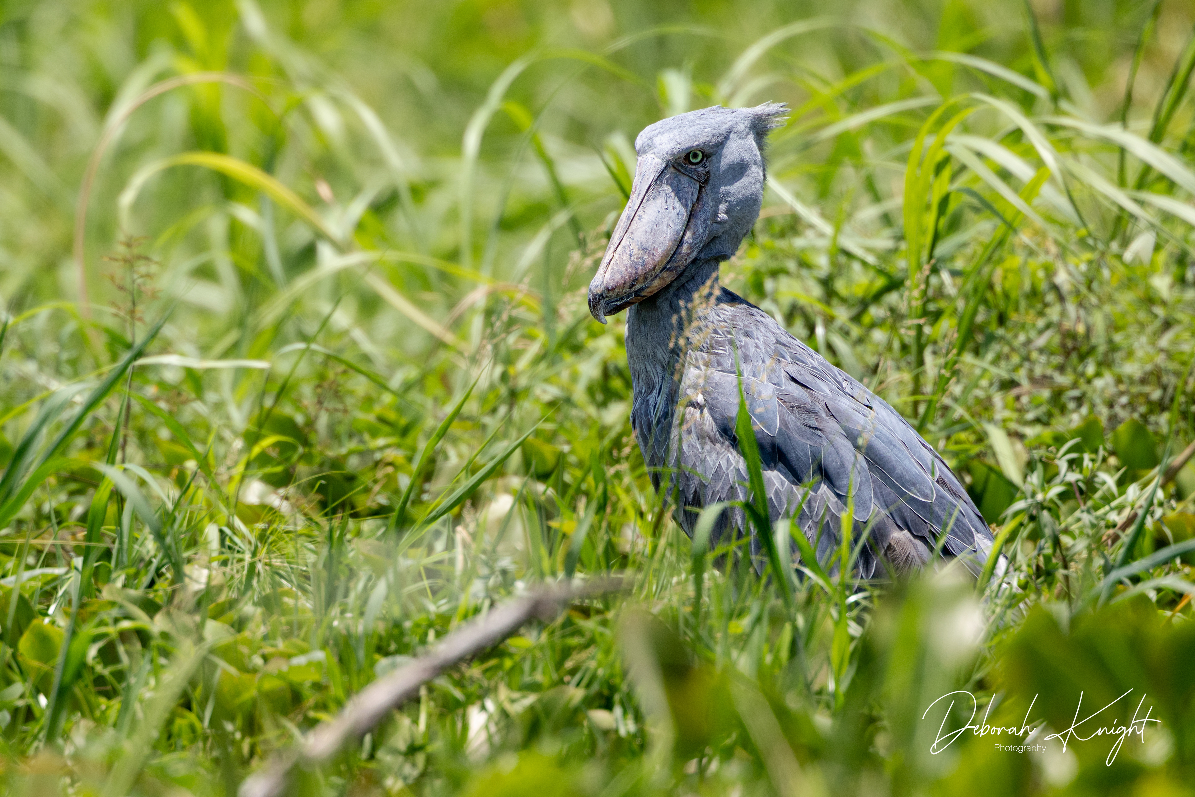 Shoebill