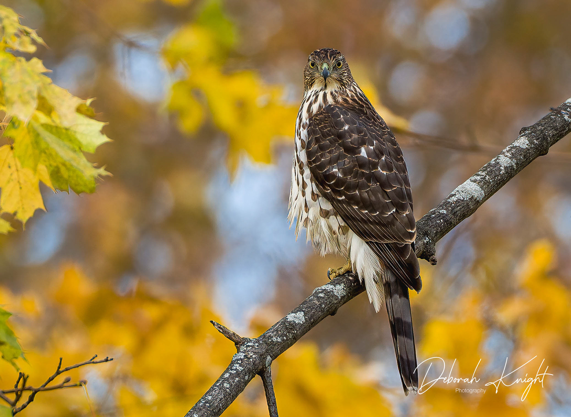 Cooper's hawk