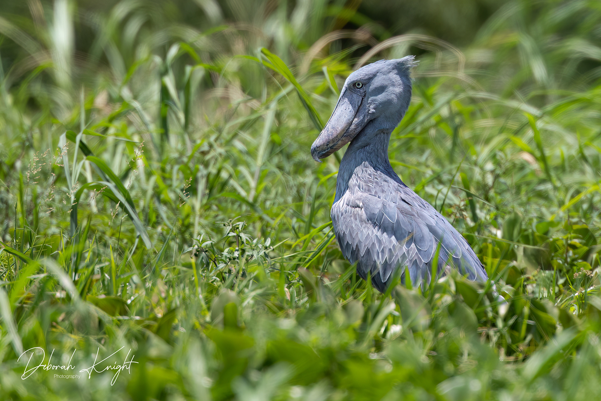 Shoebill