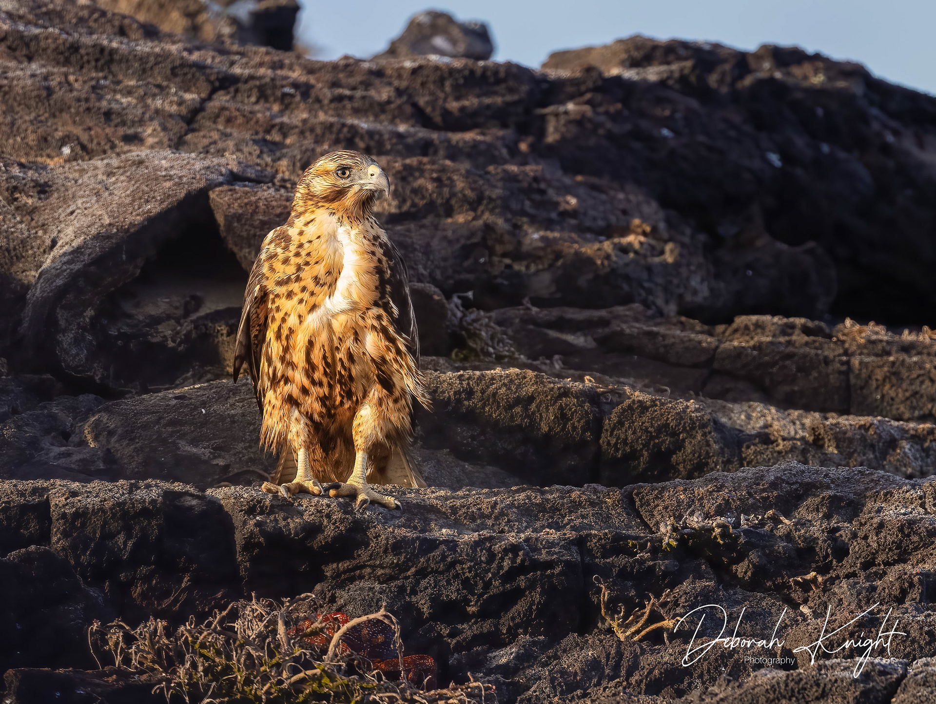Galapagos Hawk