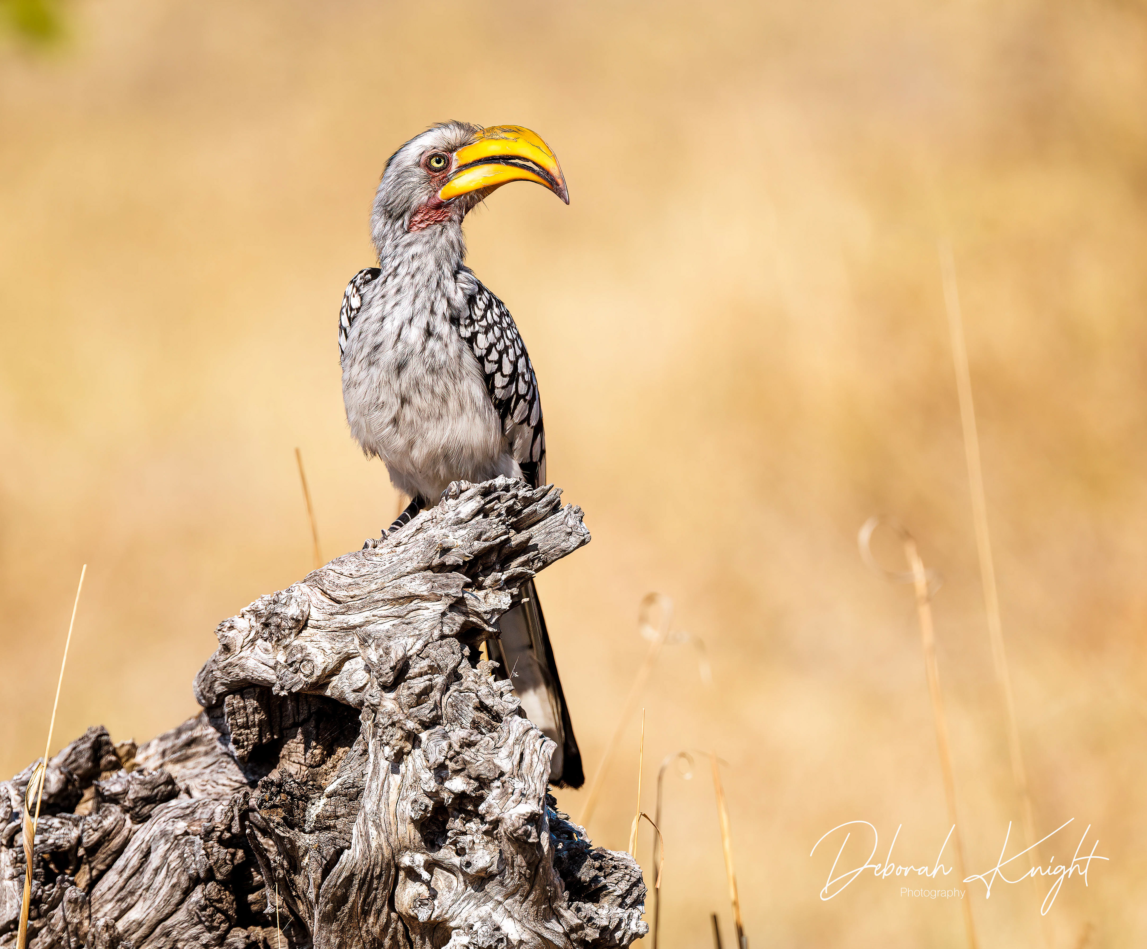 Southern Yellow-Billed Hornbill