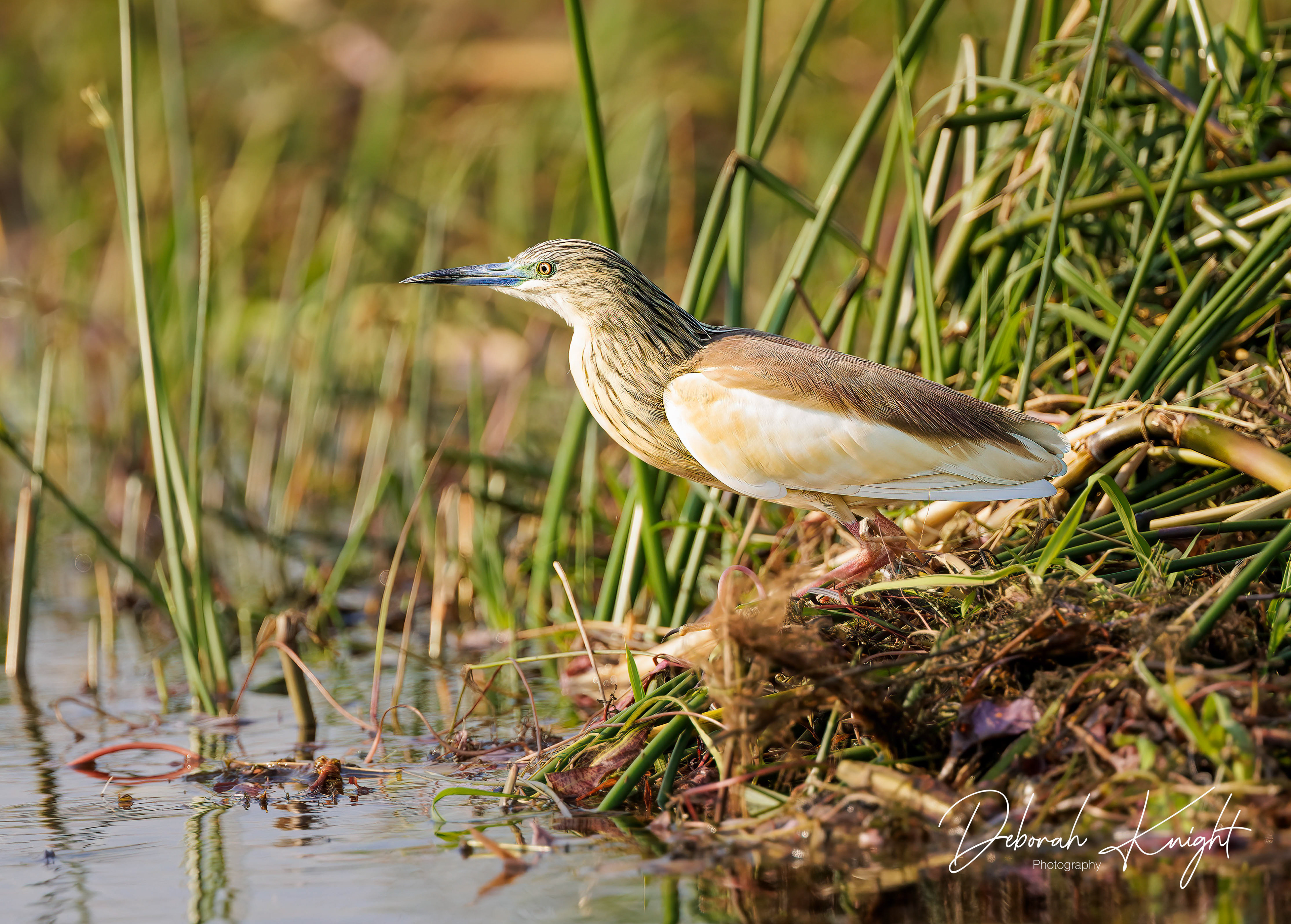 Squacco Heron