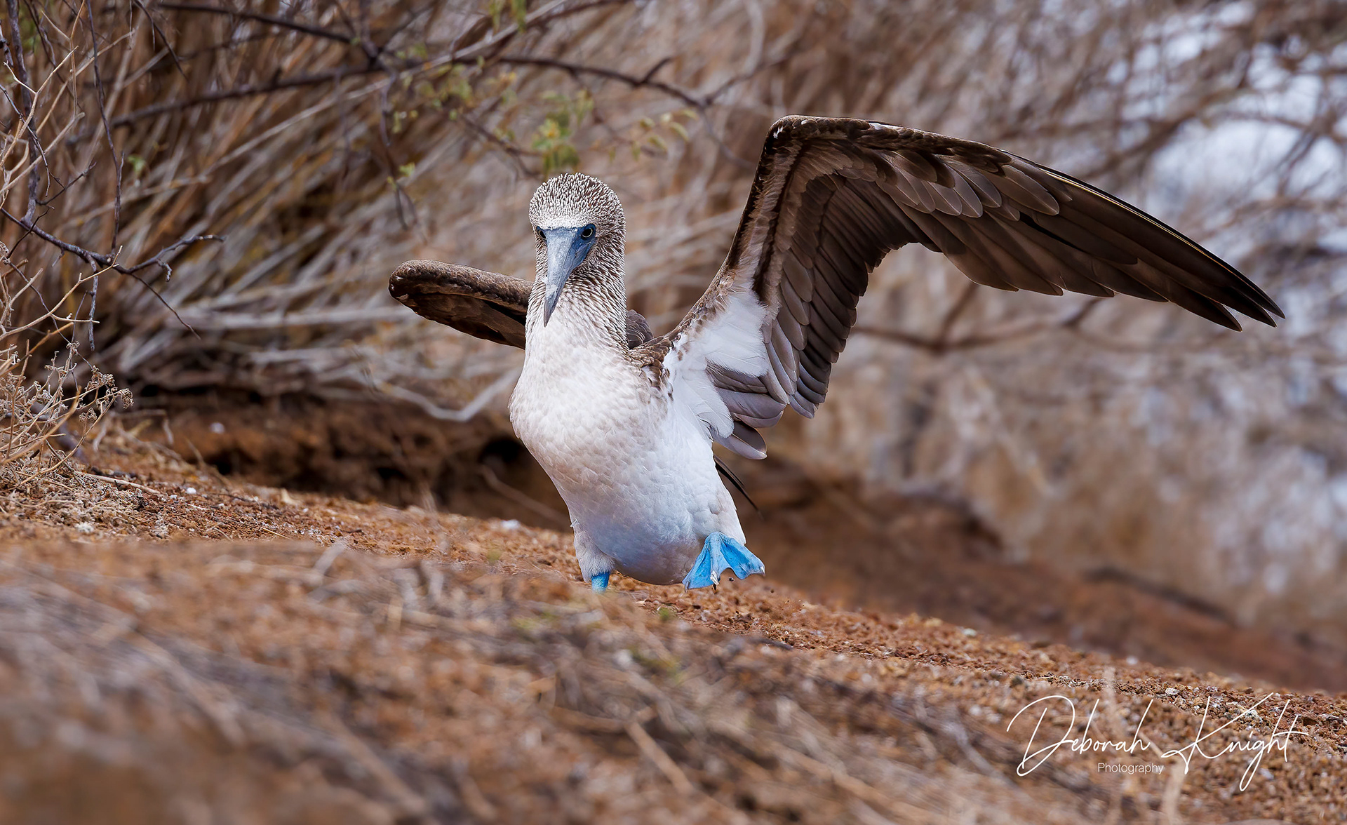 Blue-Footed Booby