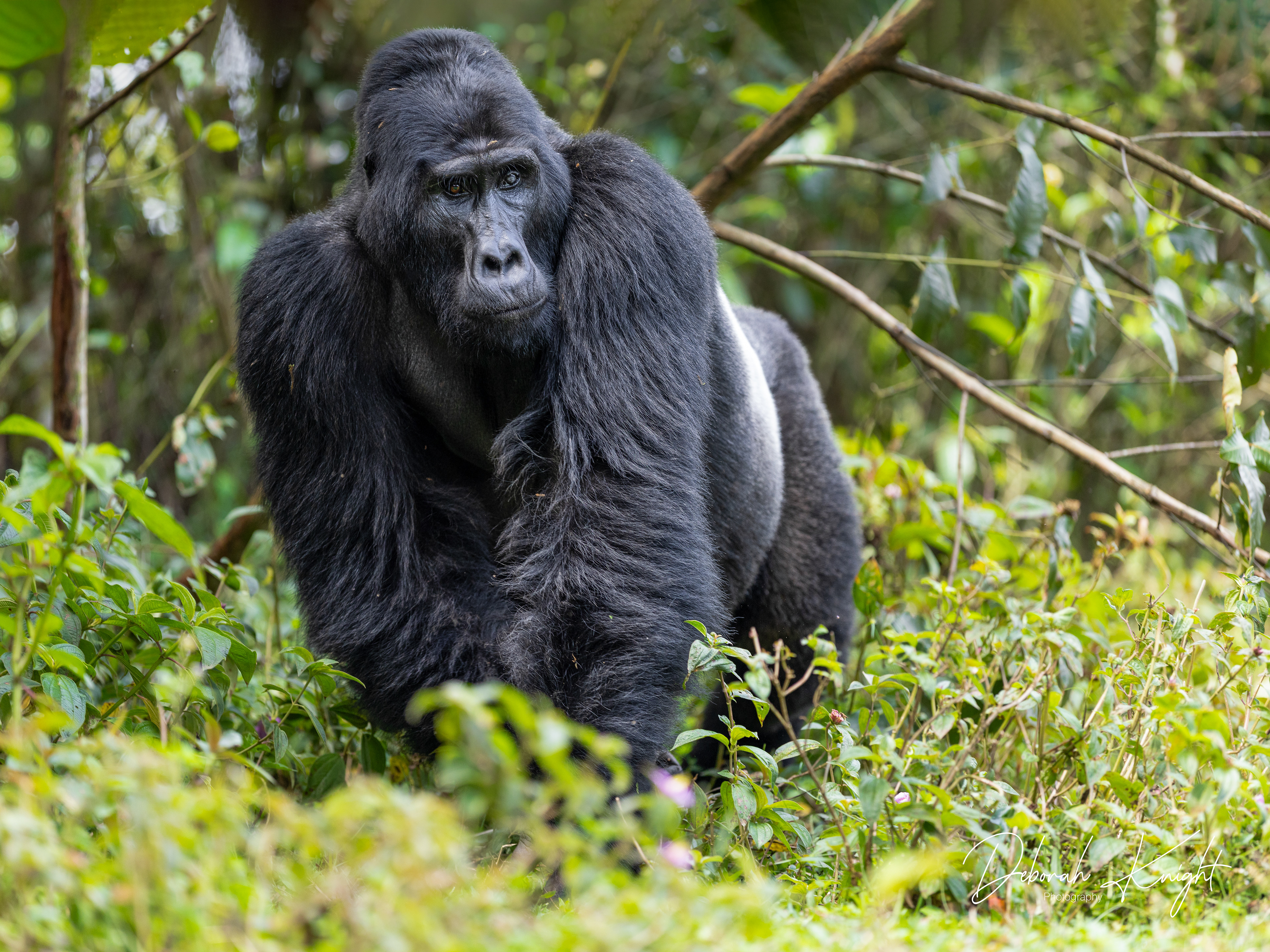 Mountain Gorilla