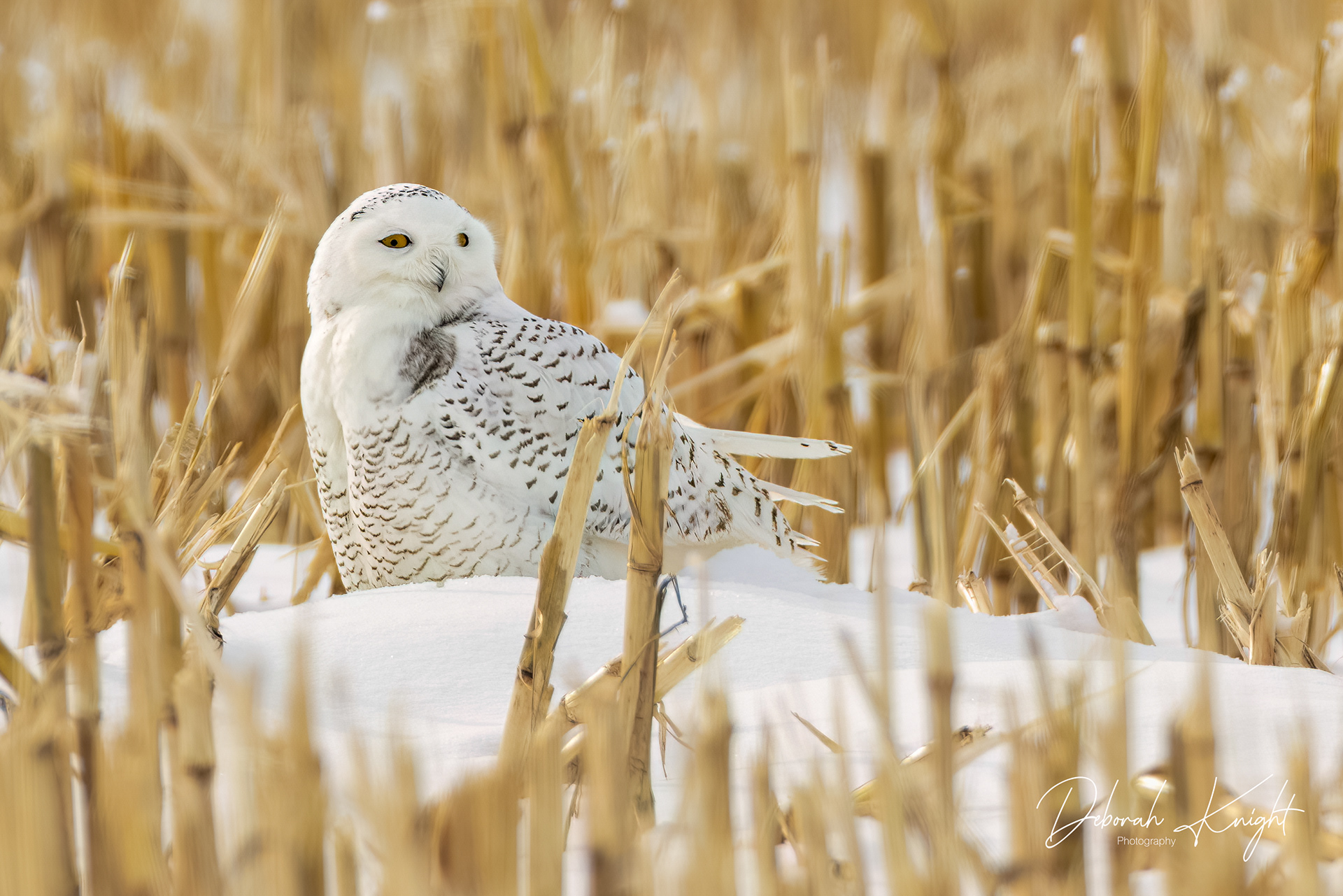 Snowy Owl