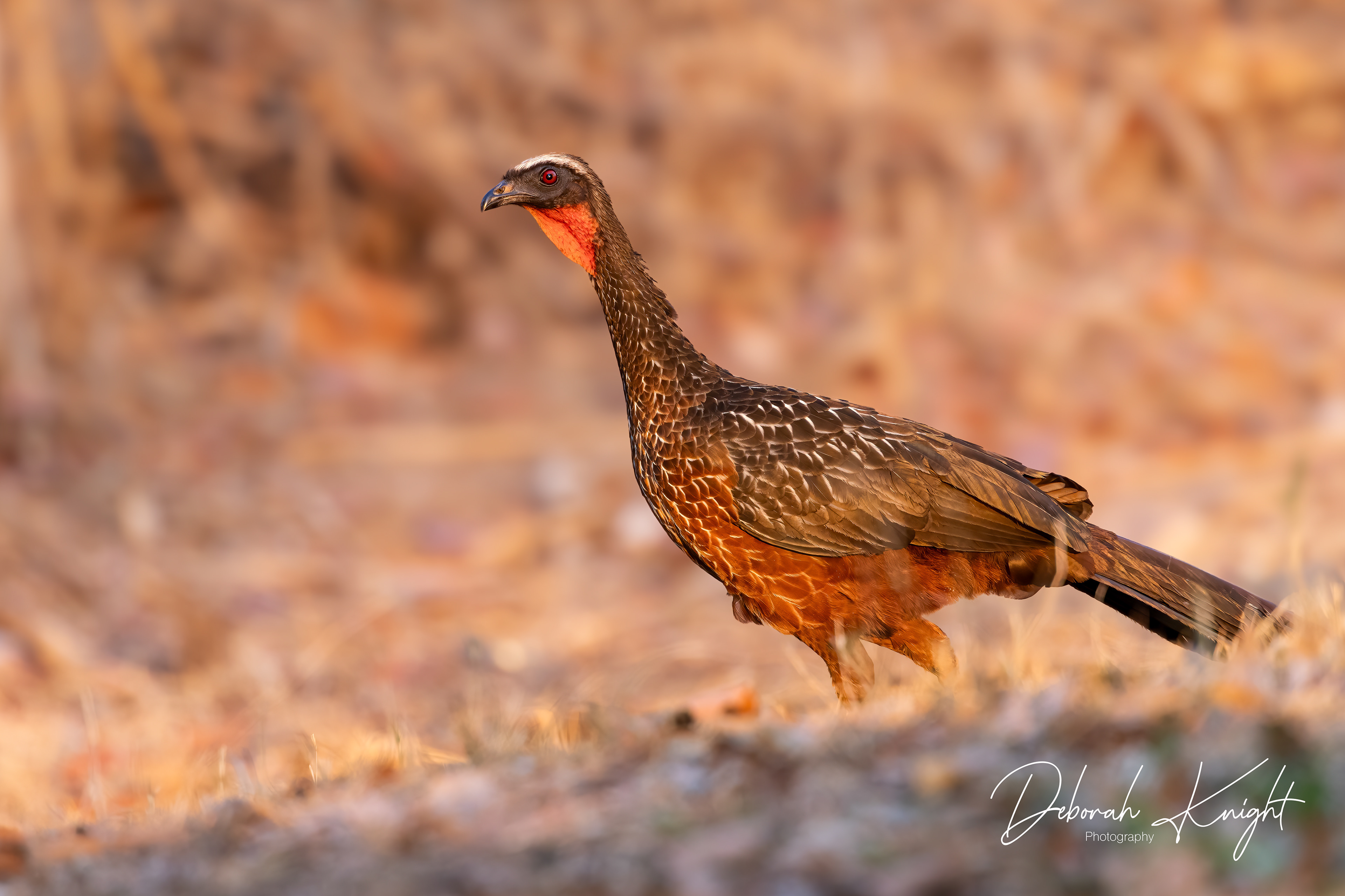 Chestnut-Bellied Guan