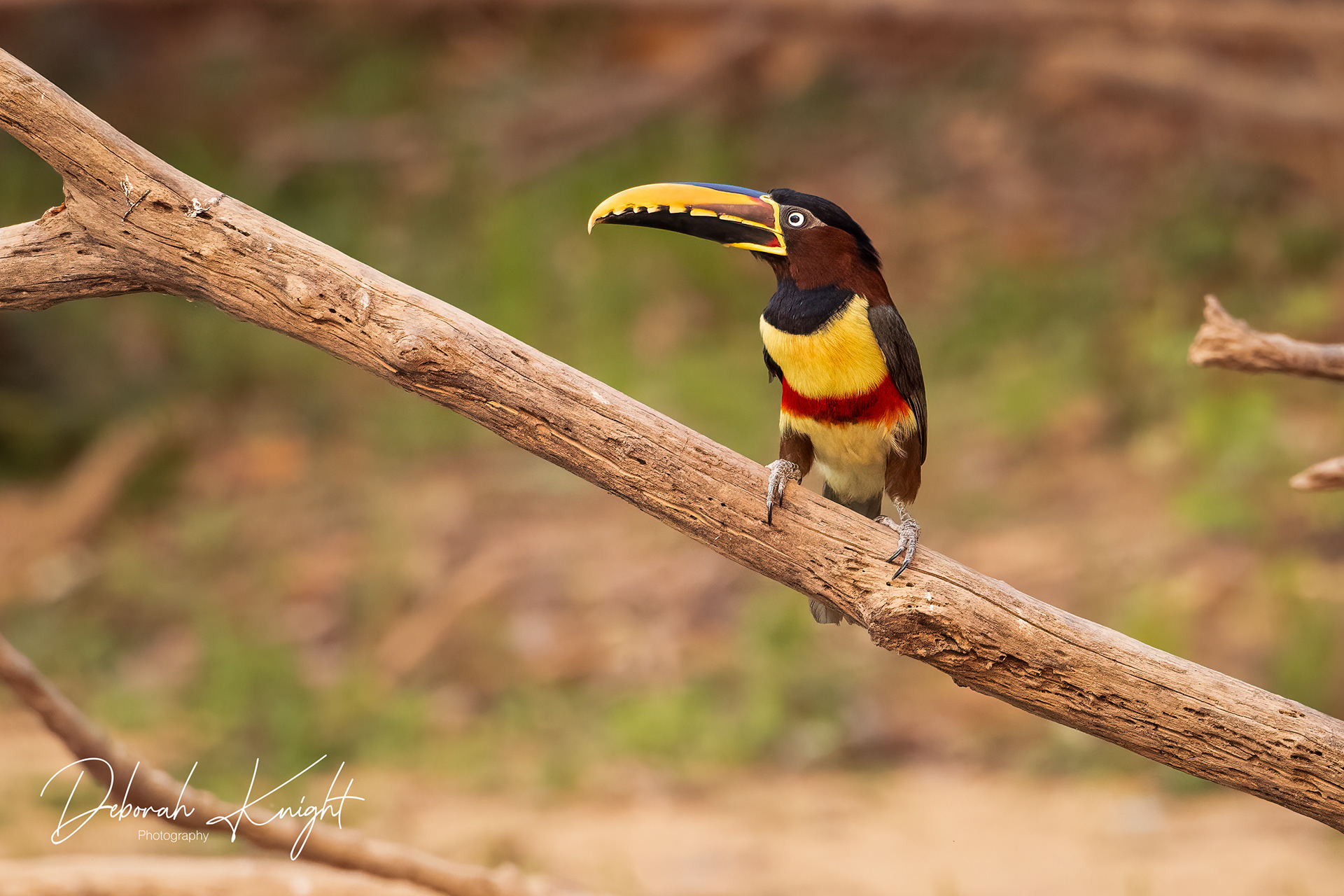 Chestnut-Eared Aracari