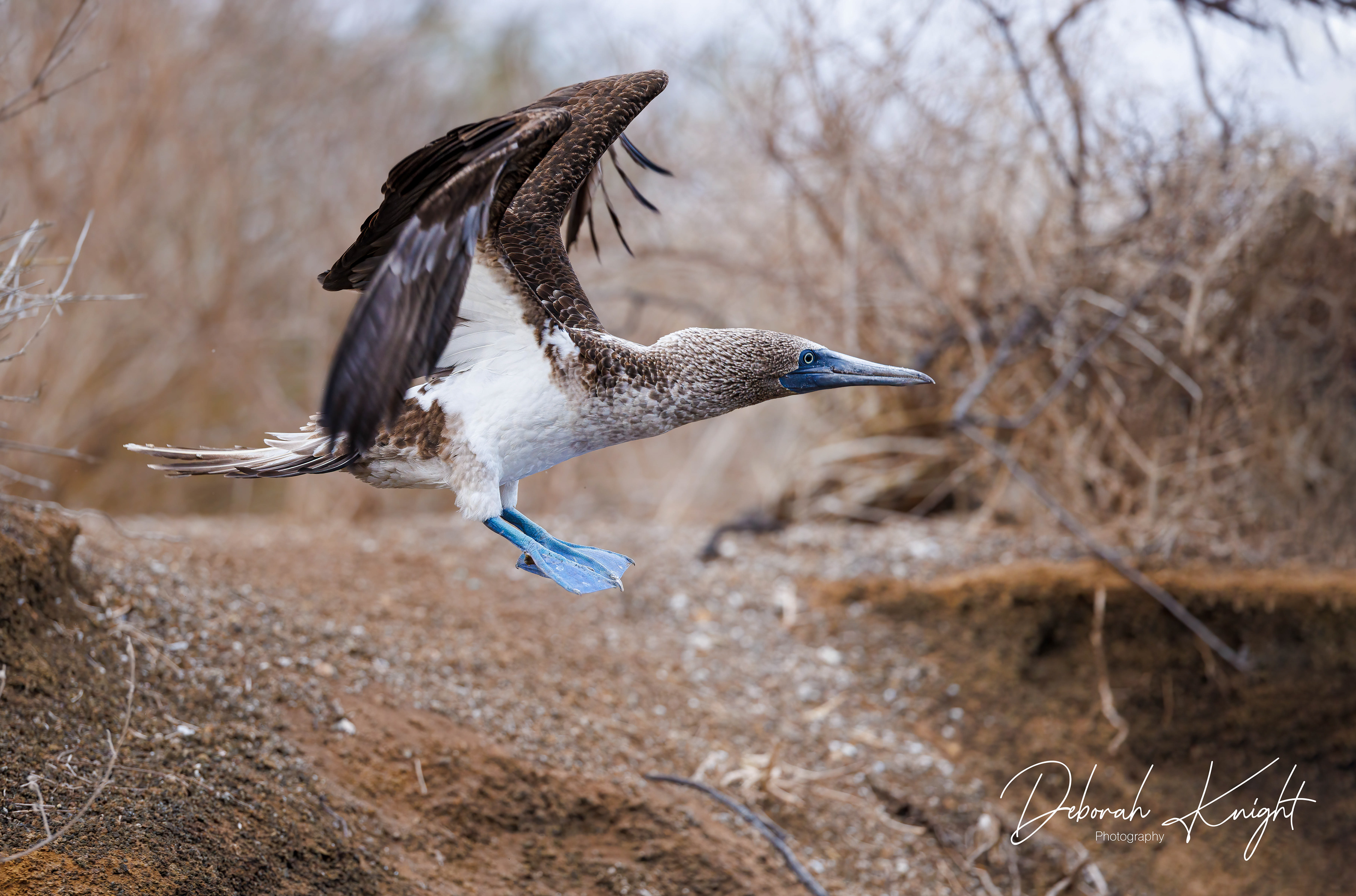 Blue-Footed Booby