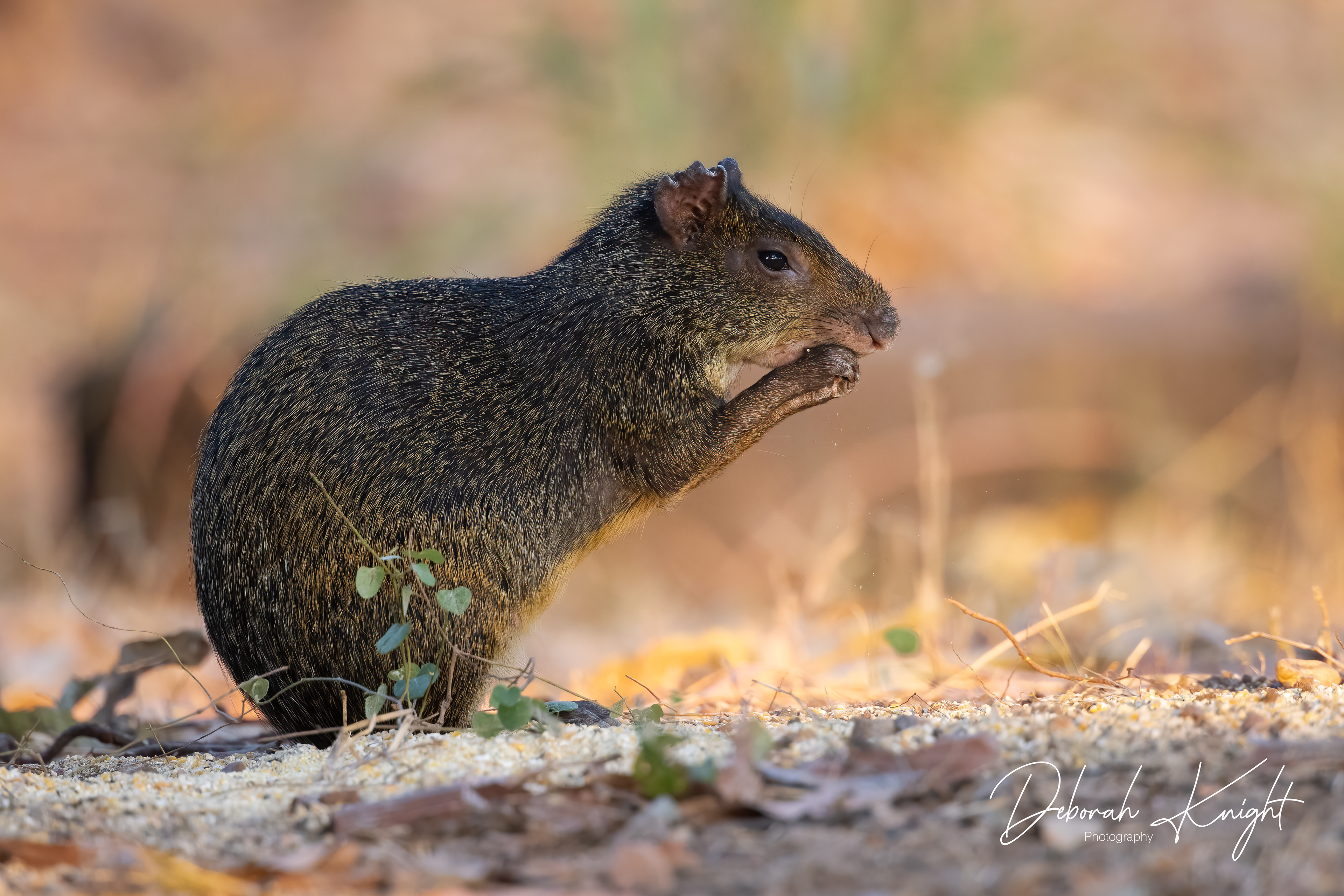 Agouti