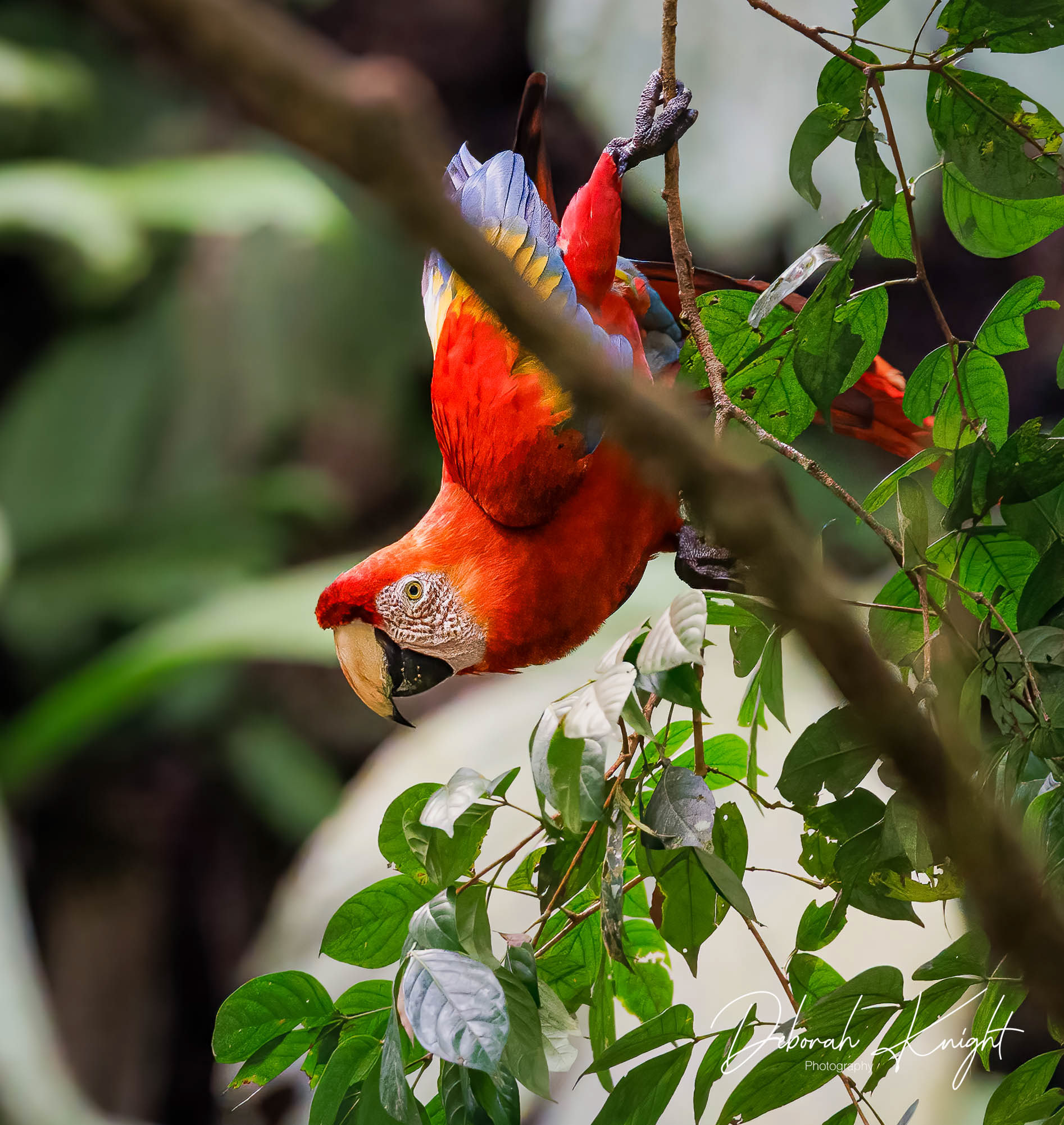 Scarlet Macaw