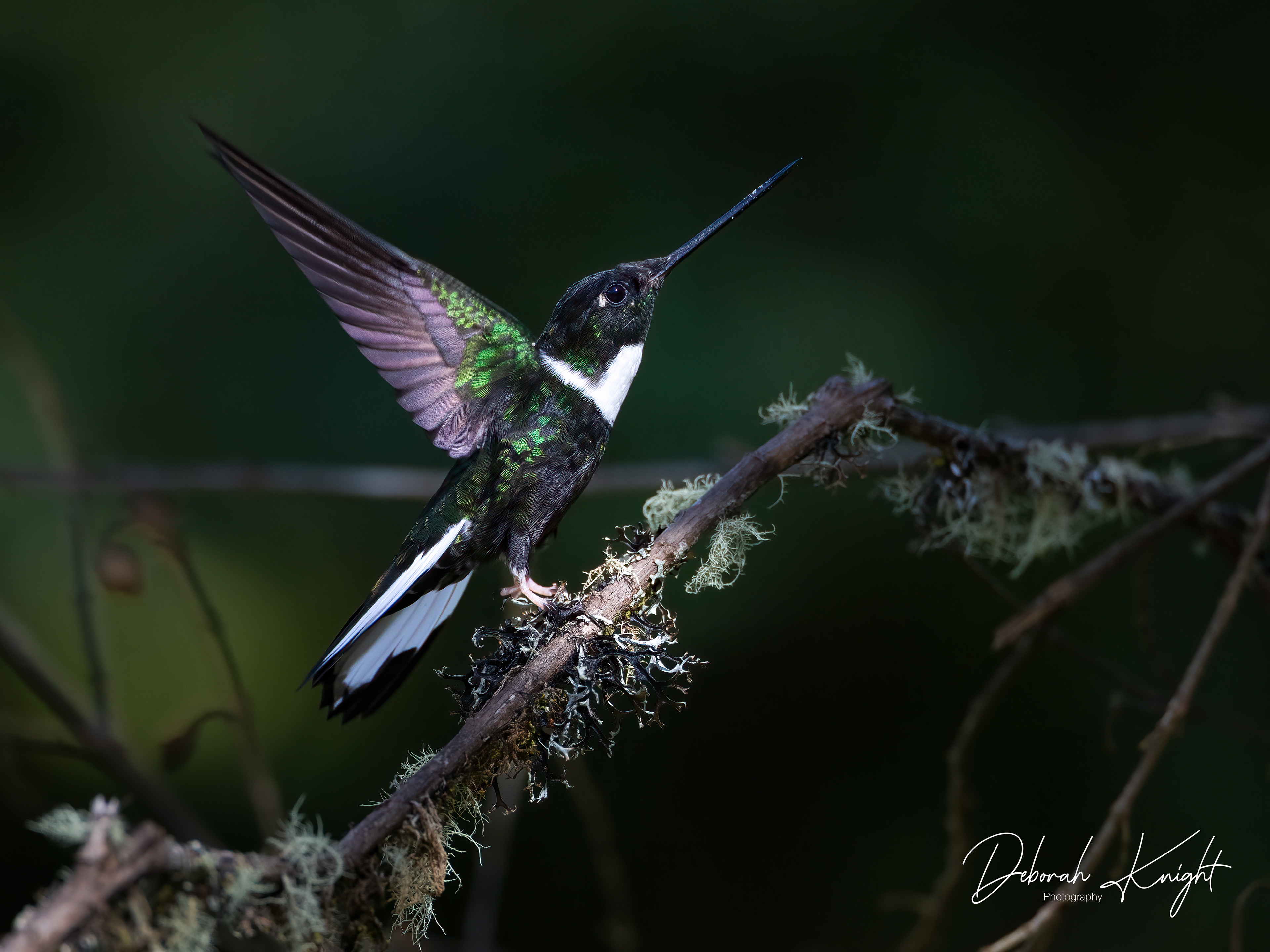 Collared Inca