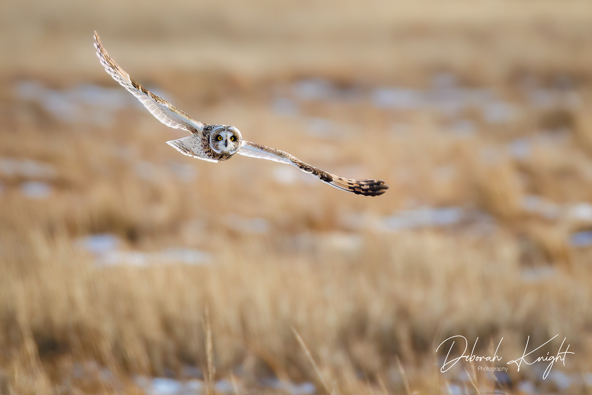 Short-eared Owl