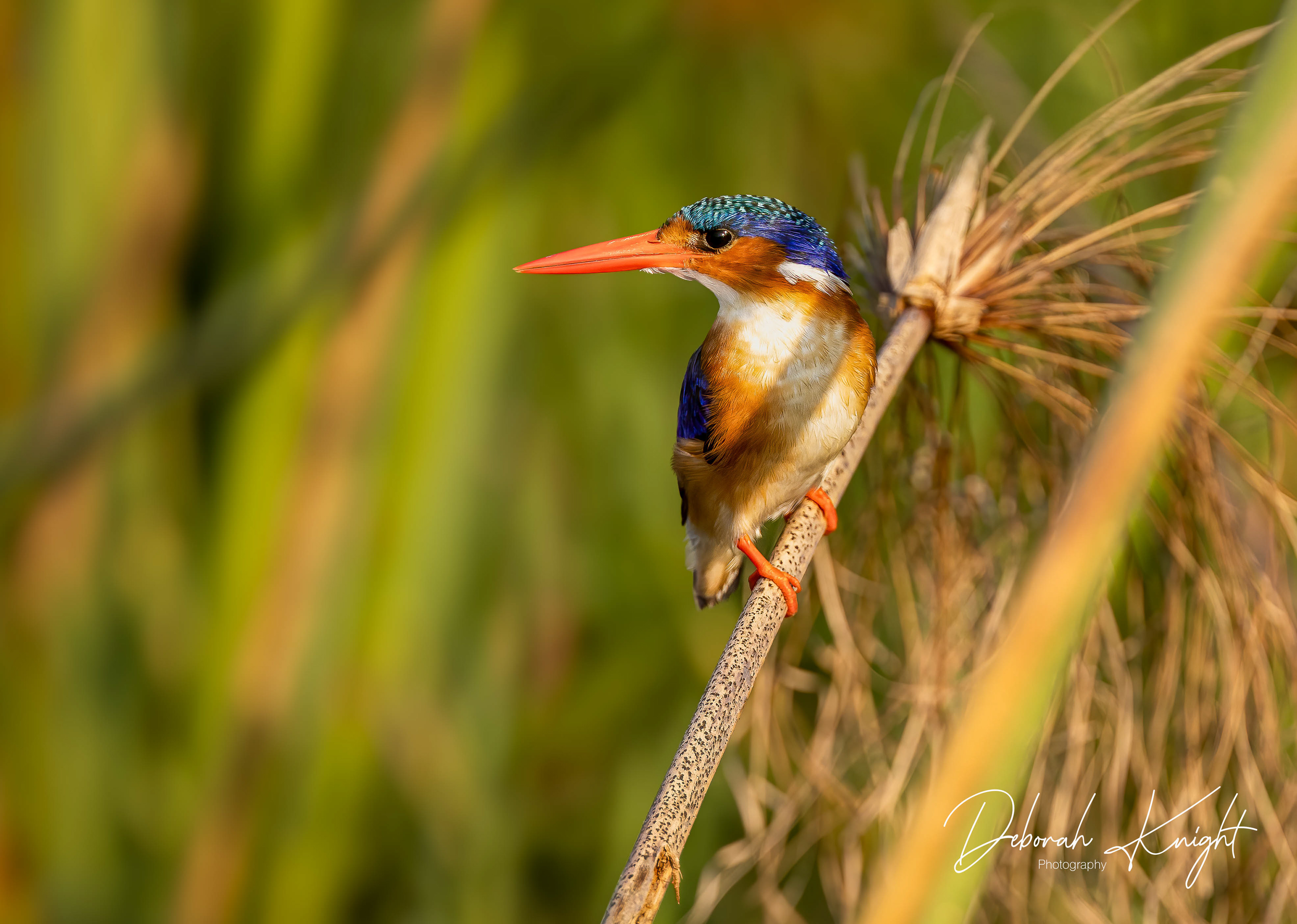 Malachite Kingfisher