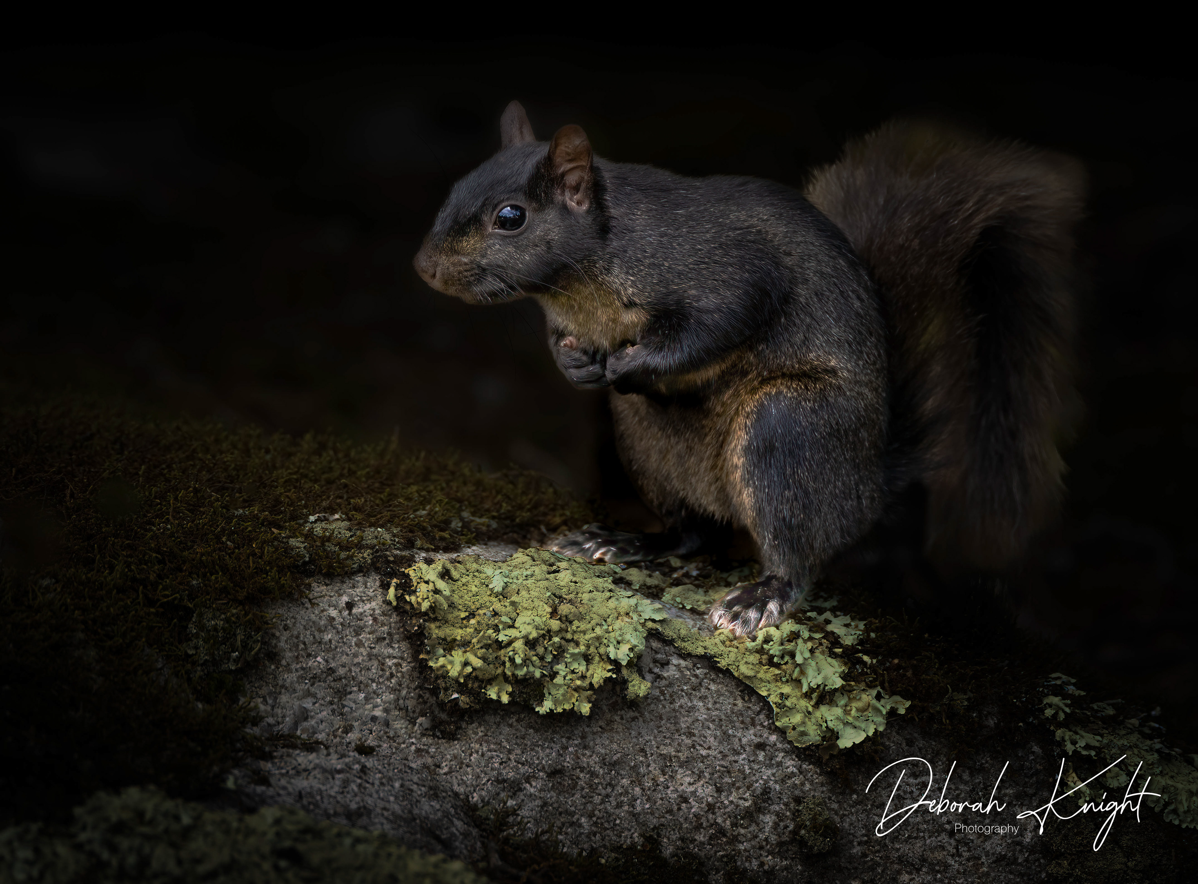 Black Squirrel