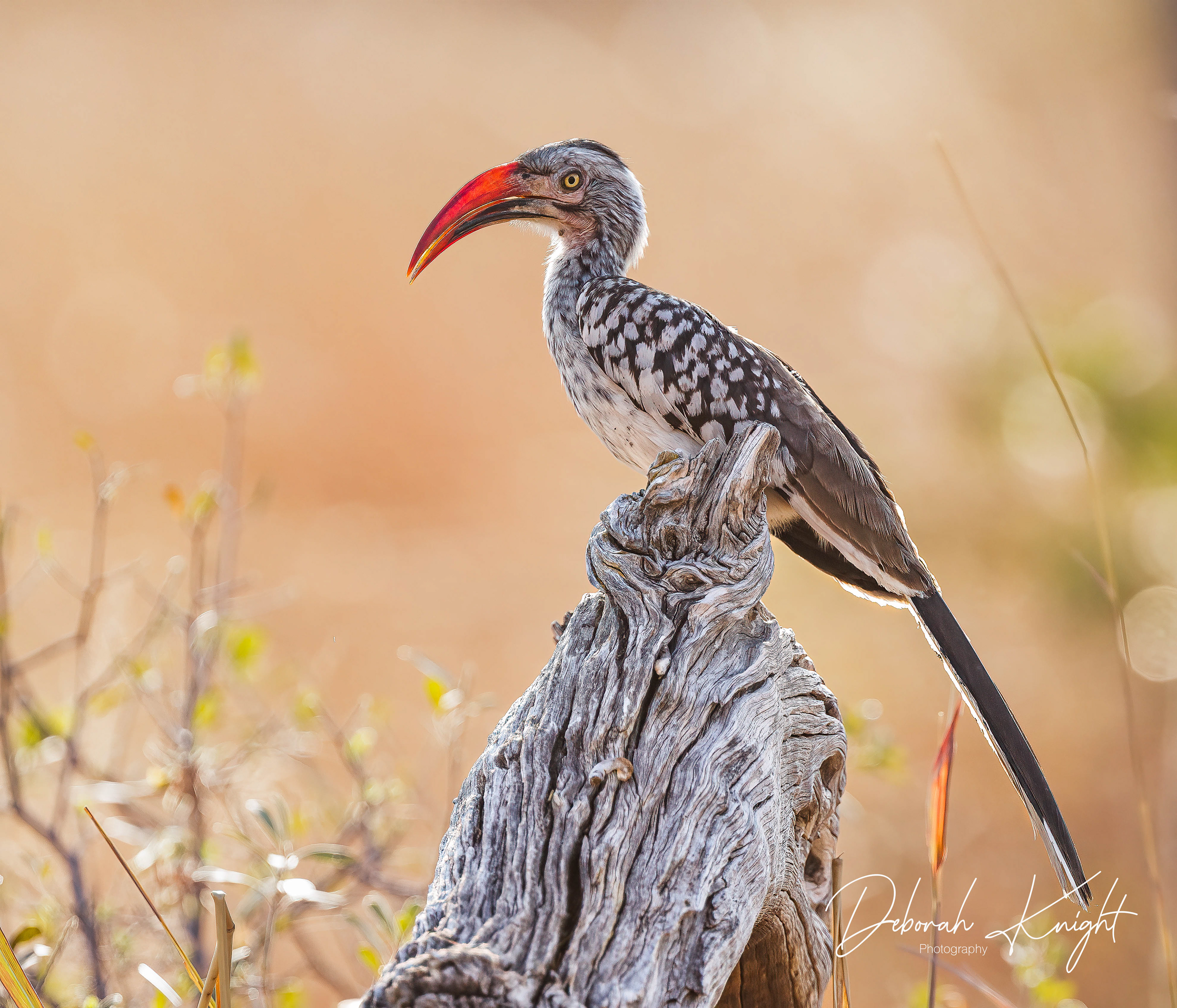 Southern Red-Billed Hornbill