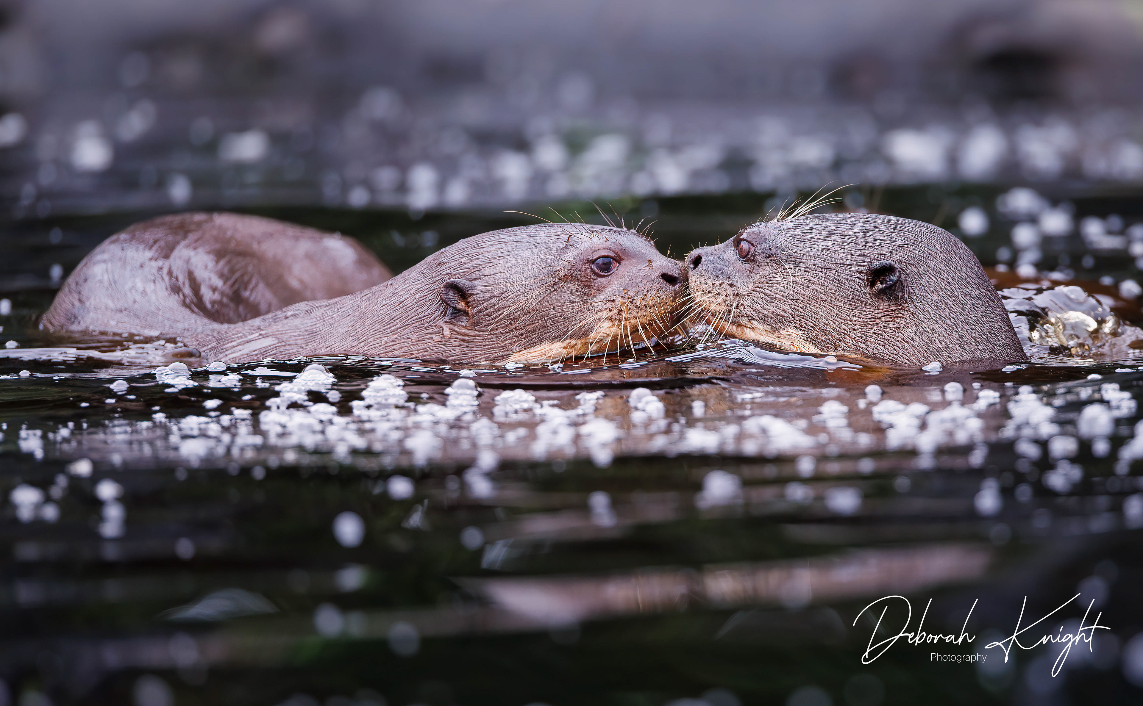Giant River Otter