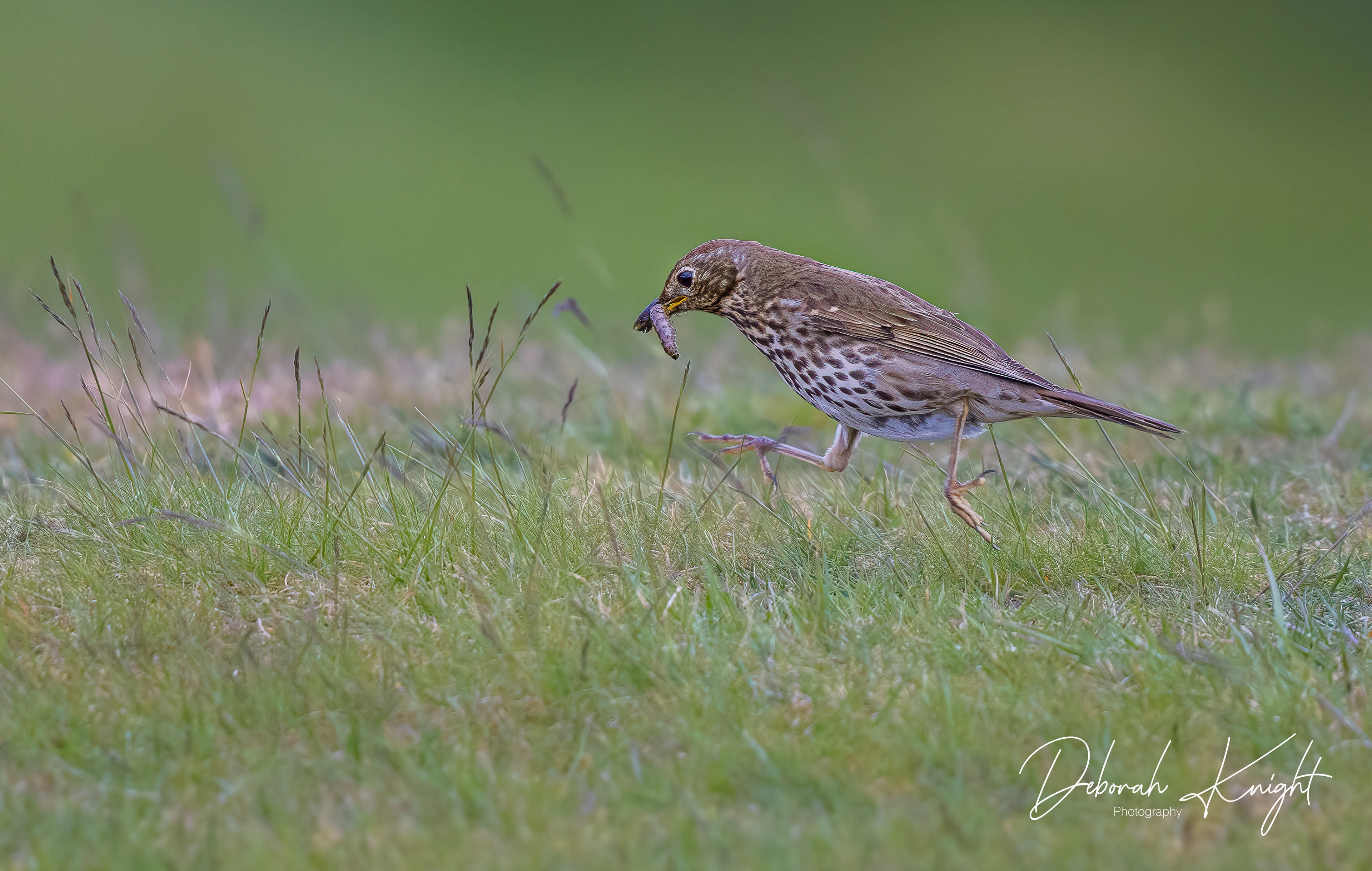 Song Thrush